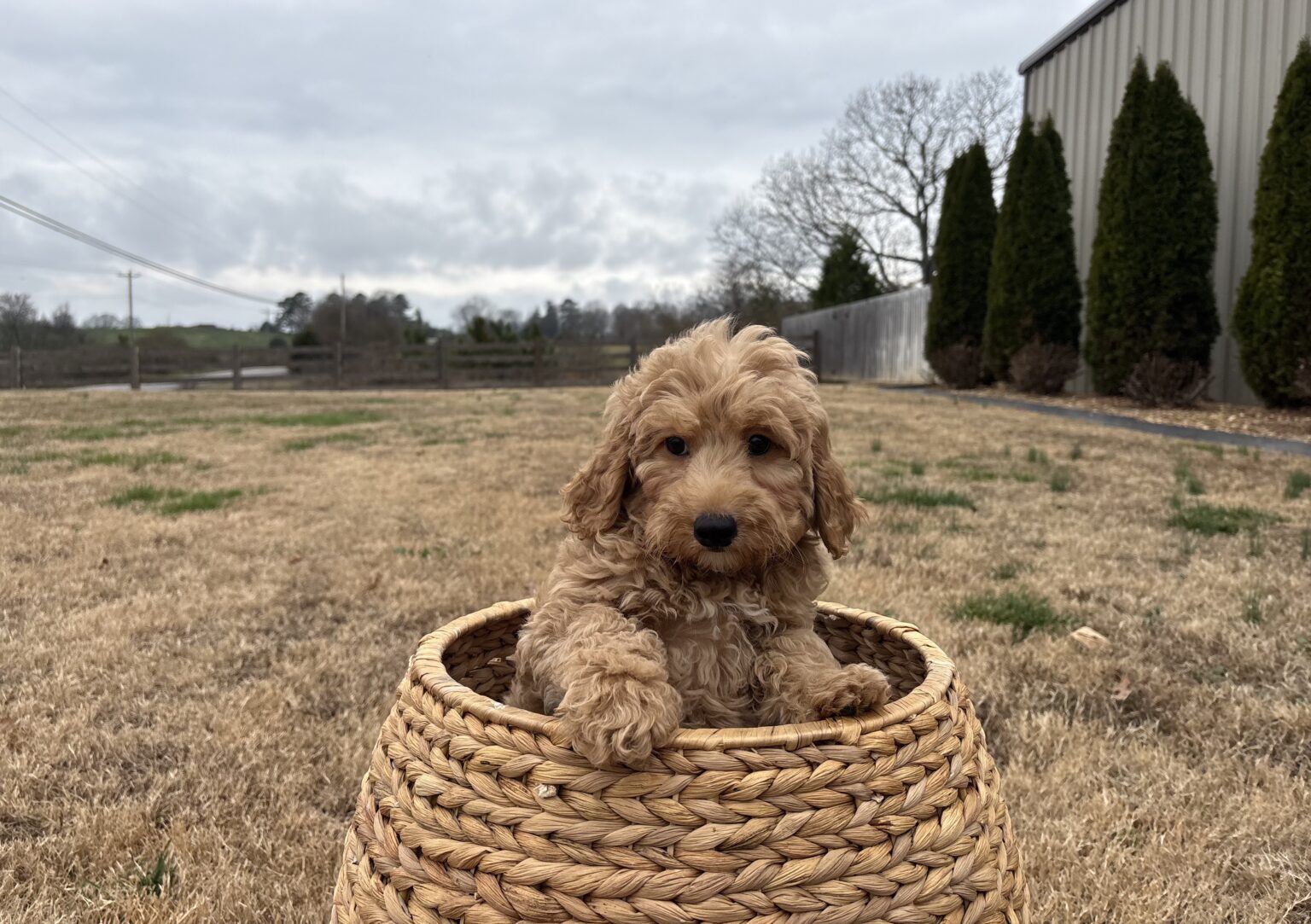 I am just a tiny baby and would love to join your family soon! Of course, you can’t see how cute and curly I will be when I get older, so the Dog Club will send updated photos when I am about 6 to 7 weeks old, if you choose to adopt me. Infant puppy deposits are refundable or transferrable.