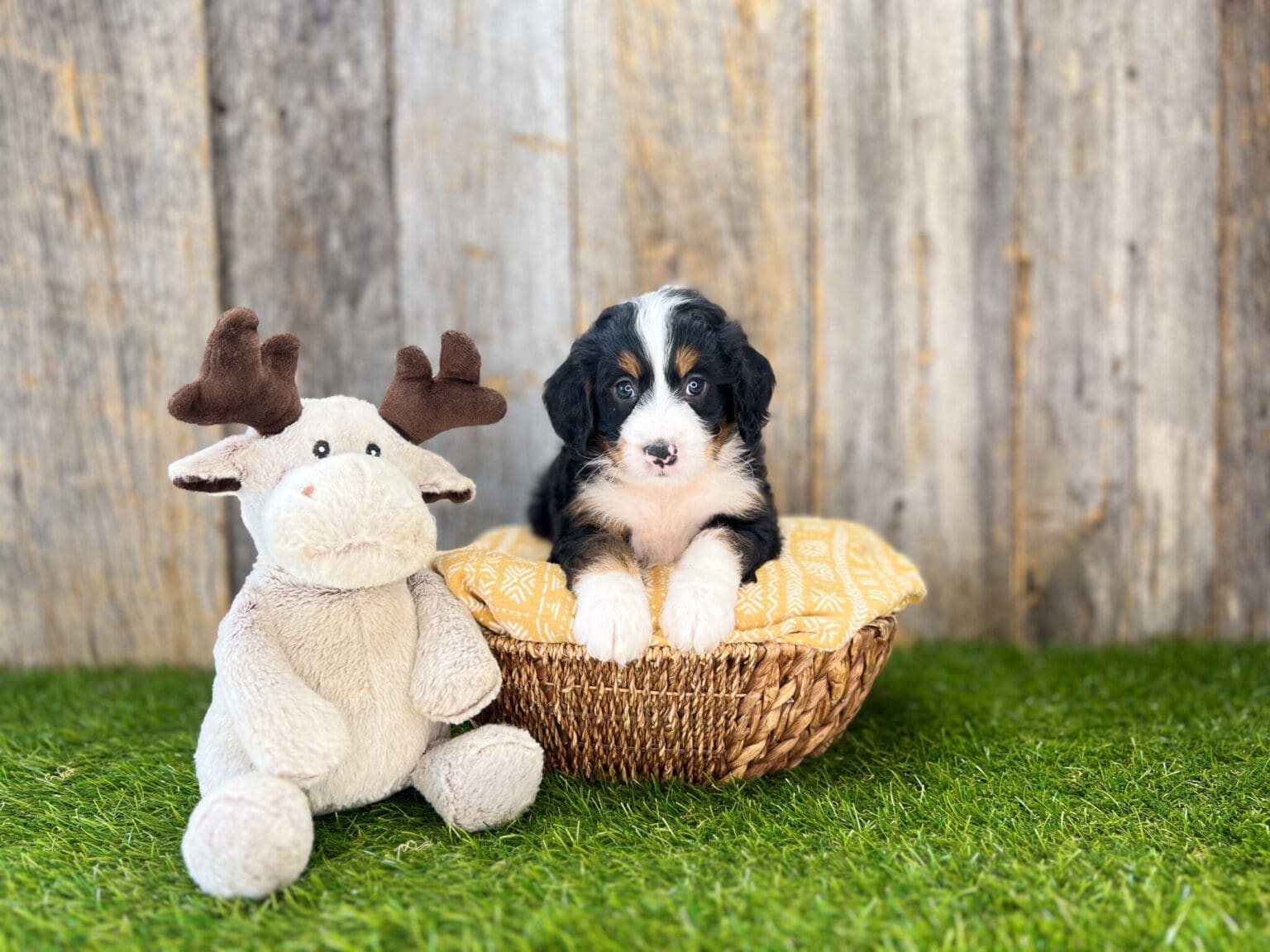 I am just a tiny baby and would love to join your family soon! Of course, you can’t see how cute and curly I will be when I get older, so the Dog Club will send updated photos when I am about 6 to 7 weeks old, if you choose to adopt me. Infant puppy deposits are refundable or transferrable.