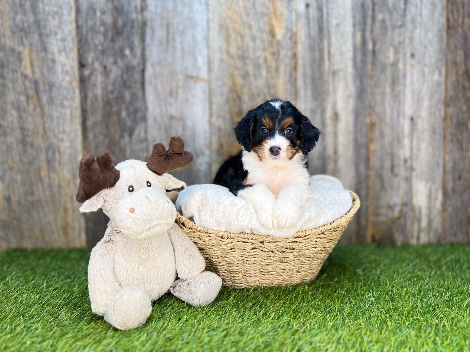 I am just a tiny baby and would love to join your family soon! Of course, you can’t see how cute and curly I will be when I get older, so the Dog Club will send updated photos when I am about 6 to 7 weeks old, if you choose to adopt me. Infant puppy deposits are refundable or transferrable.