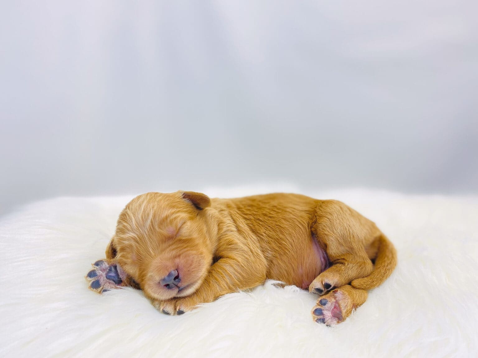 I am just a tiny baby and would love to join your family soon! Of course, you can’t see how cute and curly I will be when I get older, so the Dog Club will send updated photos when I am about 6 to 7 weeks old, if you choose to adopt me. Infant puppy deposits are refundable or transferrable.