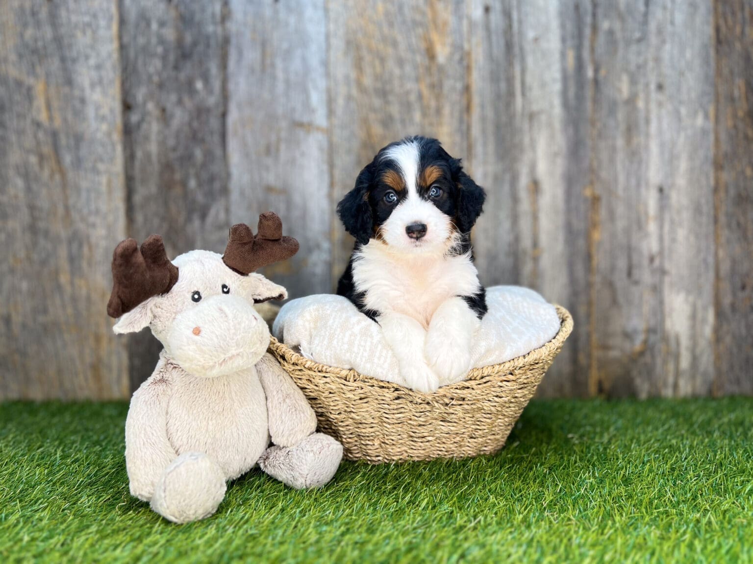 I am just a tiny baby and would love to join your family soon! Of course, you can’t see how cute and curly I will be when I get older, so the Dog Club will send updated photos when I am about 6 to 7 weeks old, if you choose to adopt me. Infant puppy deposits are refundable or transferrable.