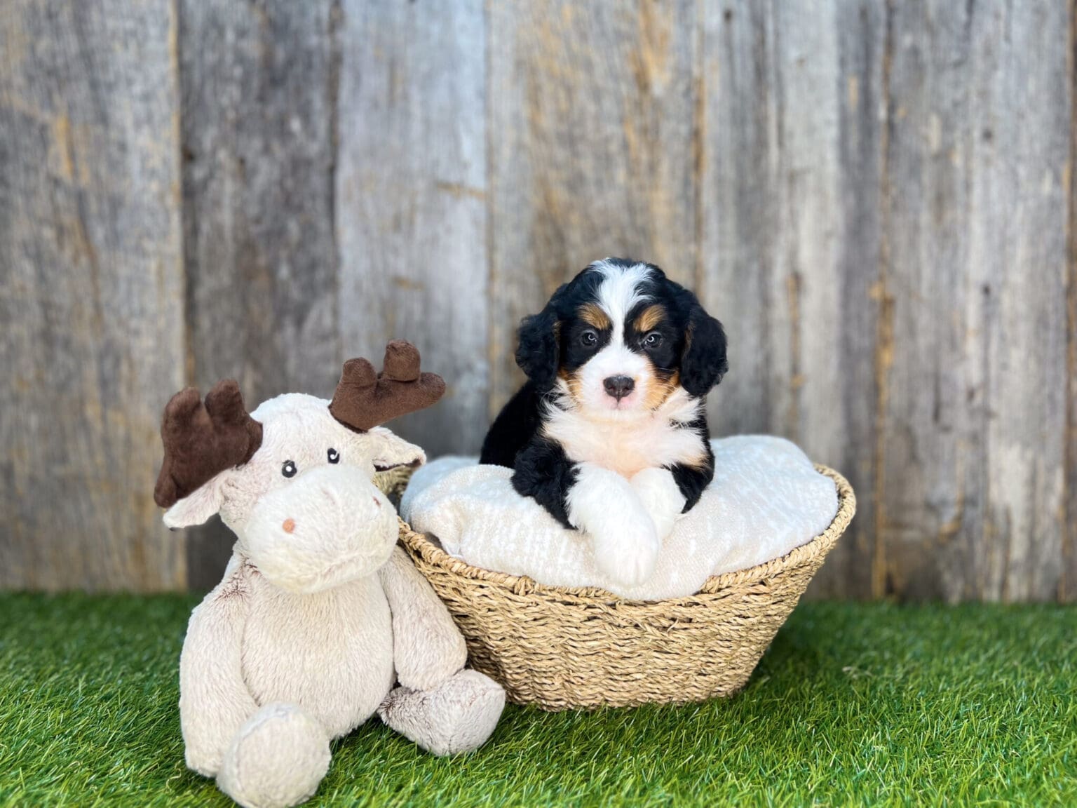 I am just a tiny baby and would love to join your family soon! Of course, you can’t see how cute and curly I will be when I get older, so the Dog Club will send updated photos when I am about 6 to 7 weeks old, if you choose to adopt me. Infant puppy deposits are refundable or transferrable.