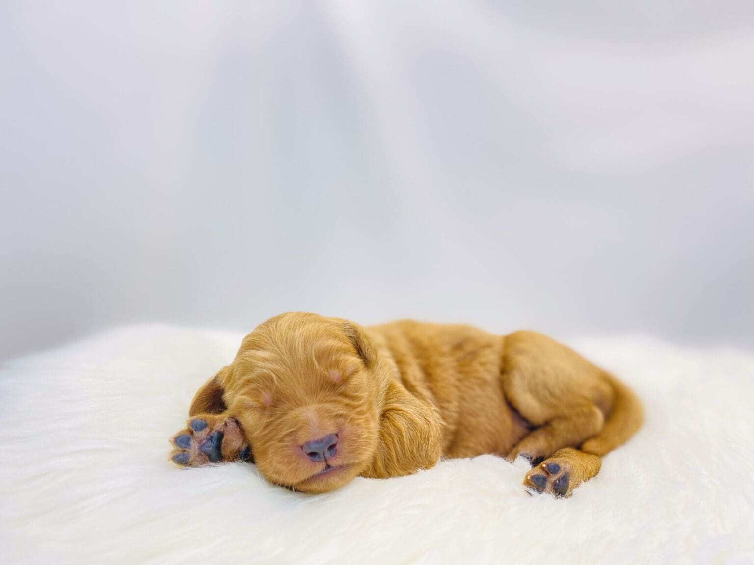 I am just a tiny baby and would love to join your family soon! Of course, you can’t see how cute and curly I will be when I get older, so the Dog Club will send updated photos when I am about 6 to 7 weeks old, if you choose to adopt me. Infant puppy deposits are refundable or transferrable.