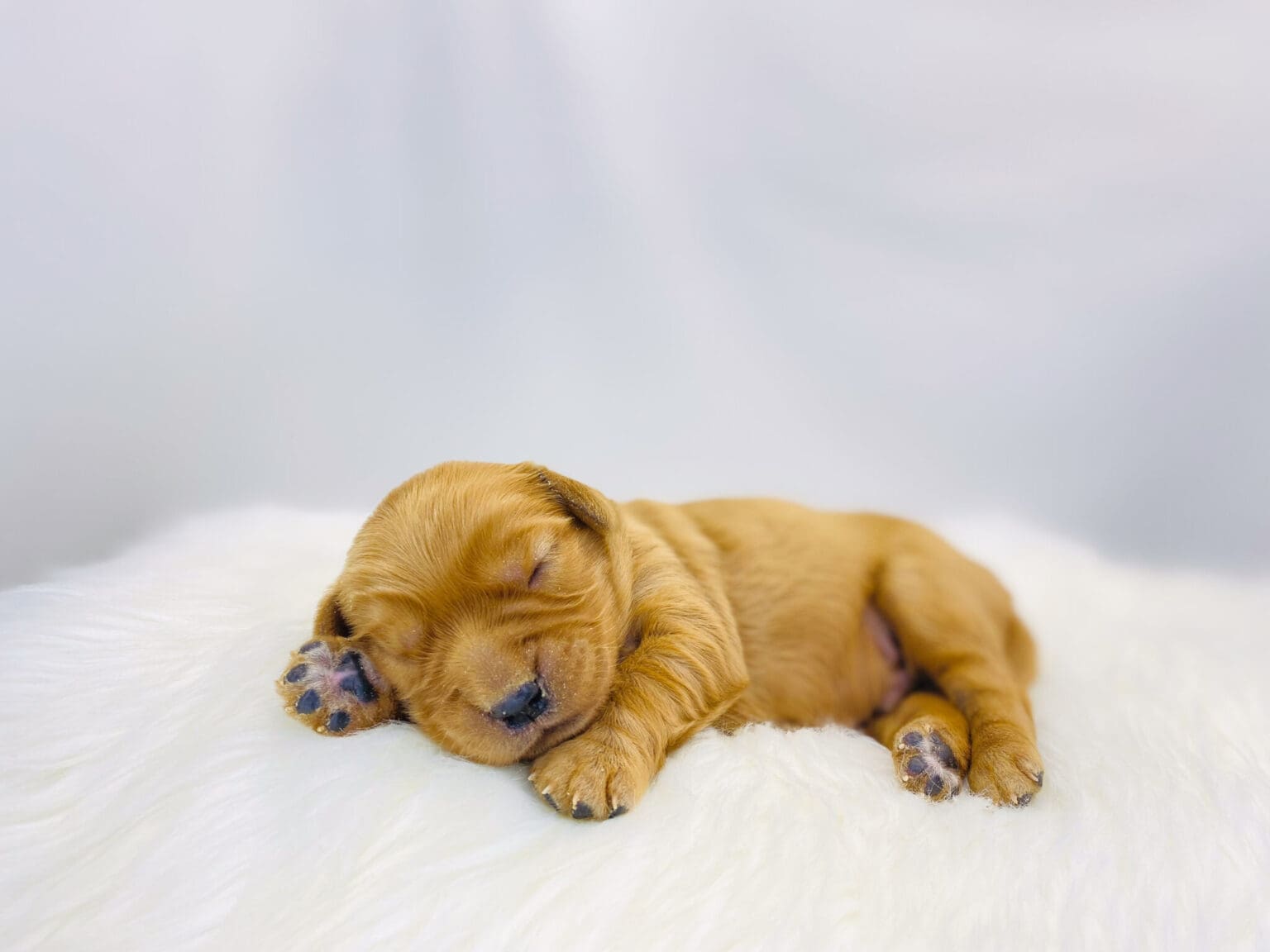 I am just a tiny baby and would love to join your family soon! Of course, you can’t see how cute and curly I will be when I get older, so the Dog Club will send updated photos when I am about 6 to 7 weeks old, if you choose to adopt me. Infant puppy deposits are refundable or transferrable.