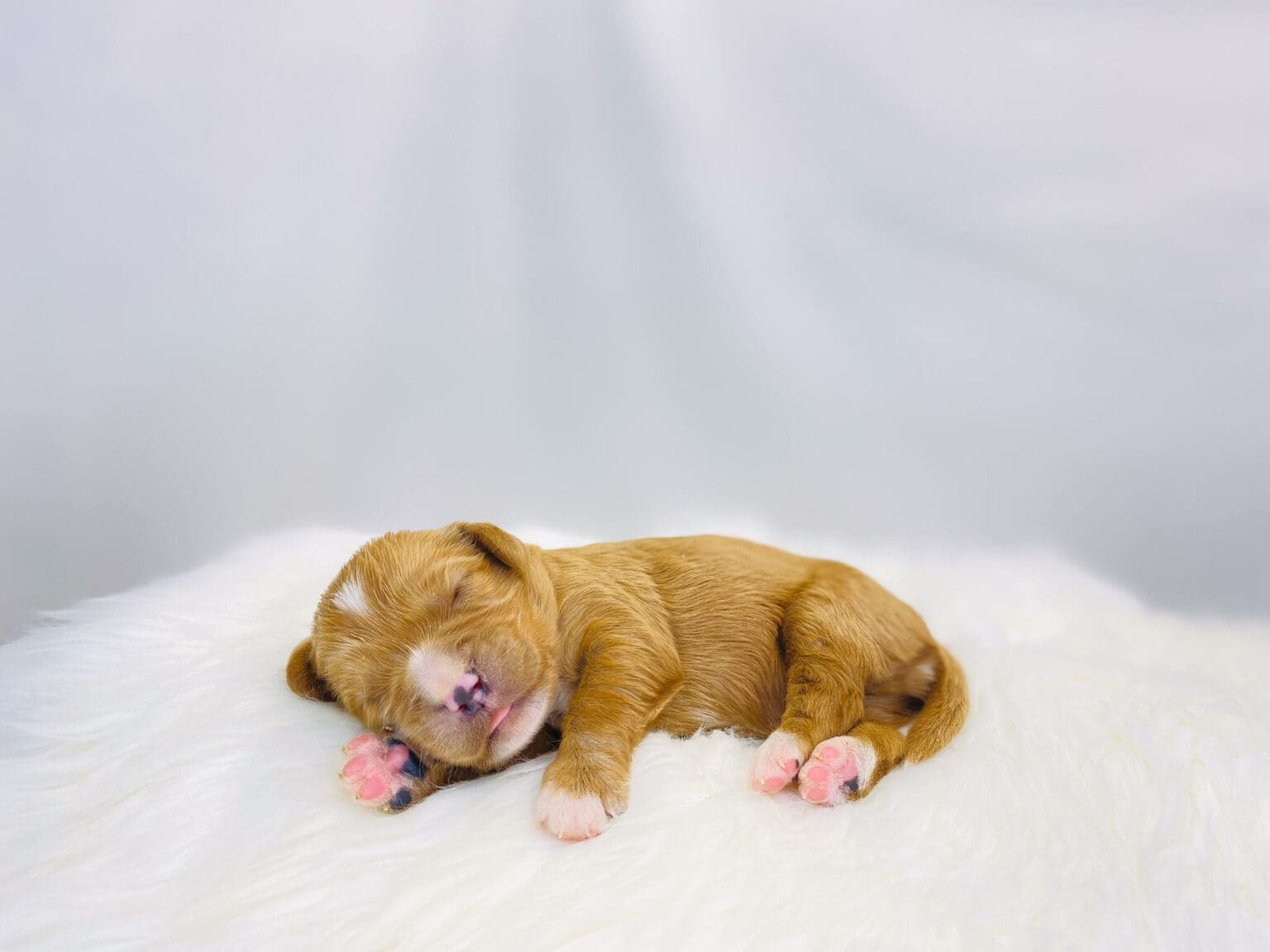 I am just a tiny baby and would love to join your family soon! Of course, you can’t see how cute and curly I will be when I get older, so the Dog Club will send updated photos when I am about 6 to 7 weeks old, if you choose to adopt me. Infant puppy deposits are refundable or transferrable.