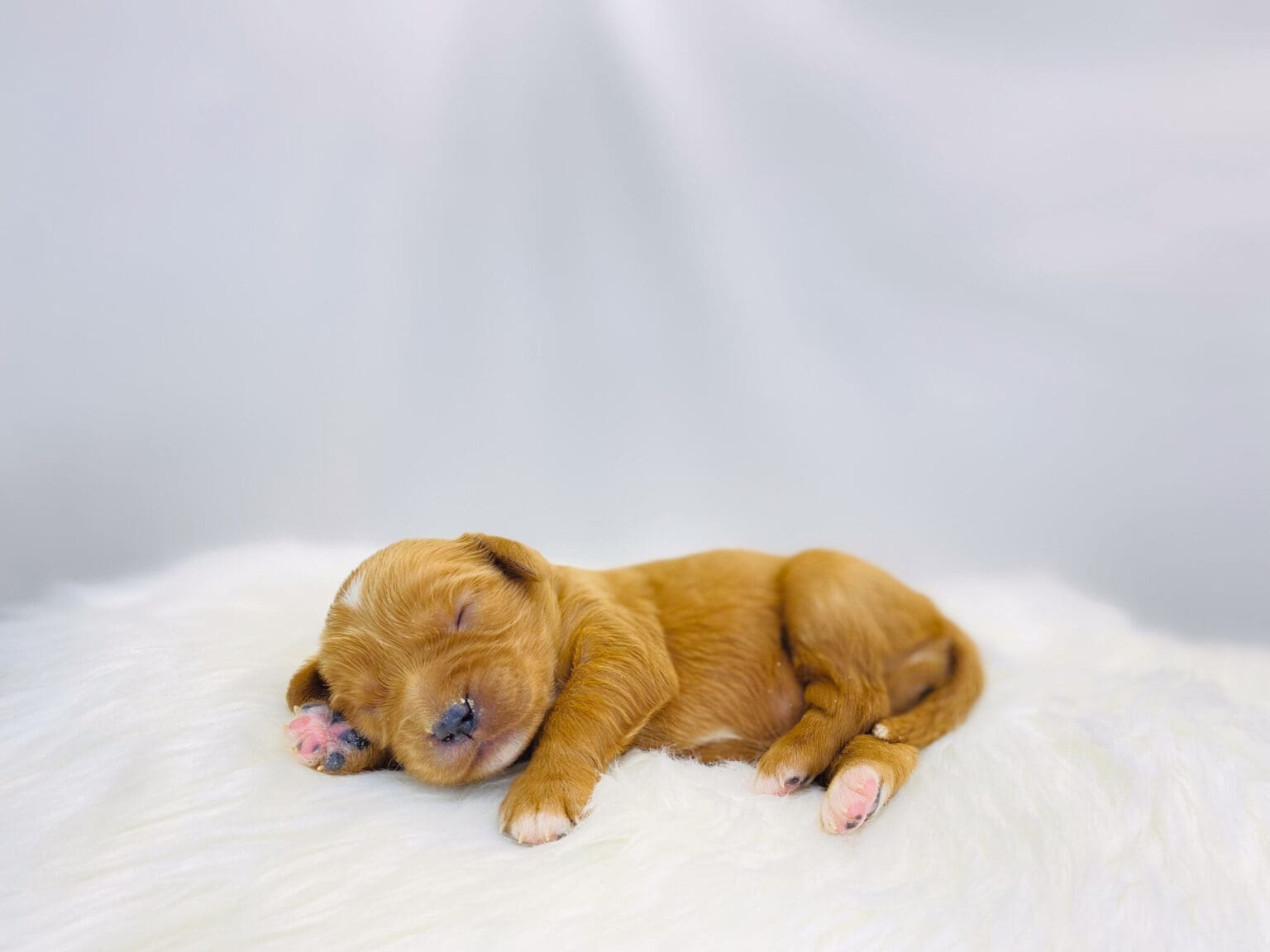 I am just a tiny baby and would love to join your family soon! Of course, you can’t see how cute and curly I will be when I get older, so the Dog Club will send updated photos when I am about 6 to 7 weeks old, if you choose to adopt me. Infant puppy deposits are refundable or transferrable.