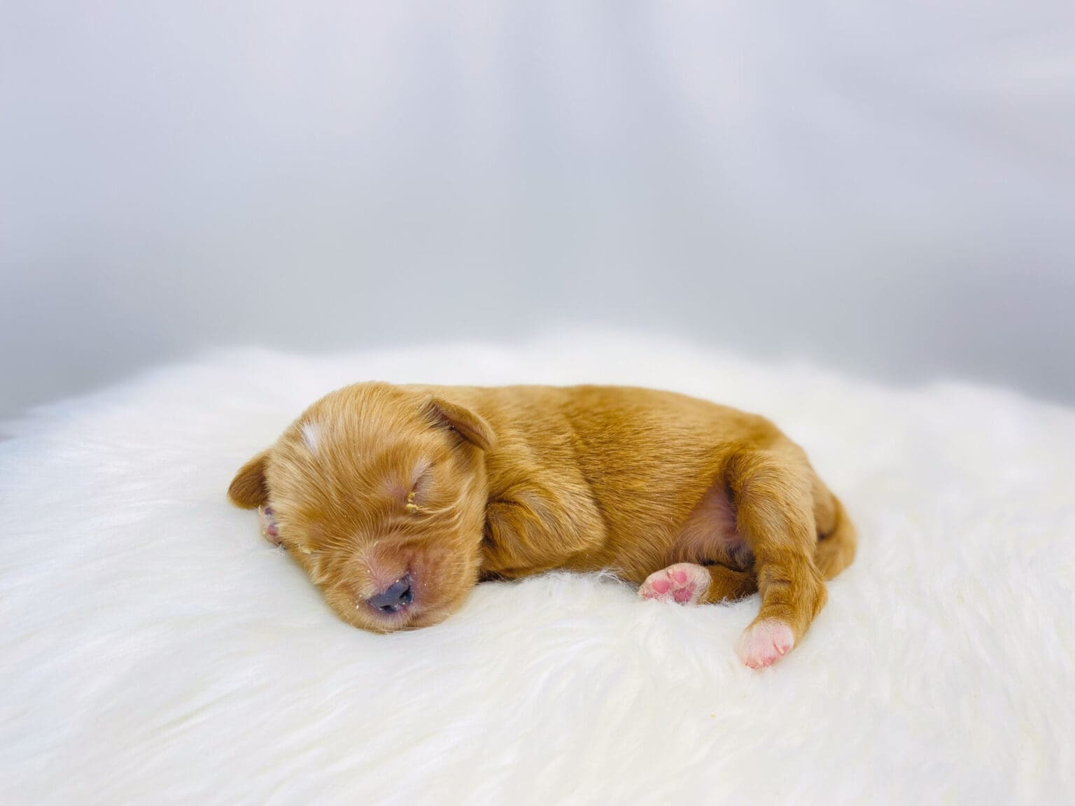 I am just a tiny baby and would love to join your family soon! Of course, you can’t see how cute and curly I will be when I get older, so the Dog Club will send updated photos when I am about 6 to 7 weeks old, if you choose to adopt me. Infant puppy deposits are refundable or transferrable.