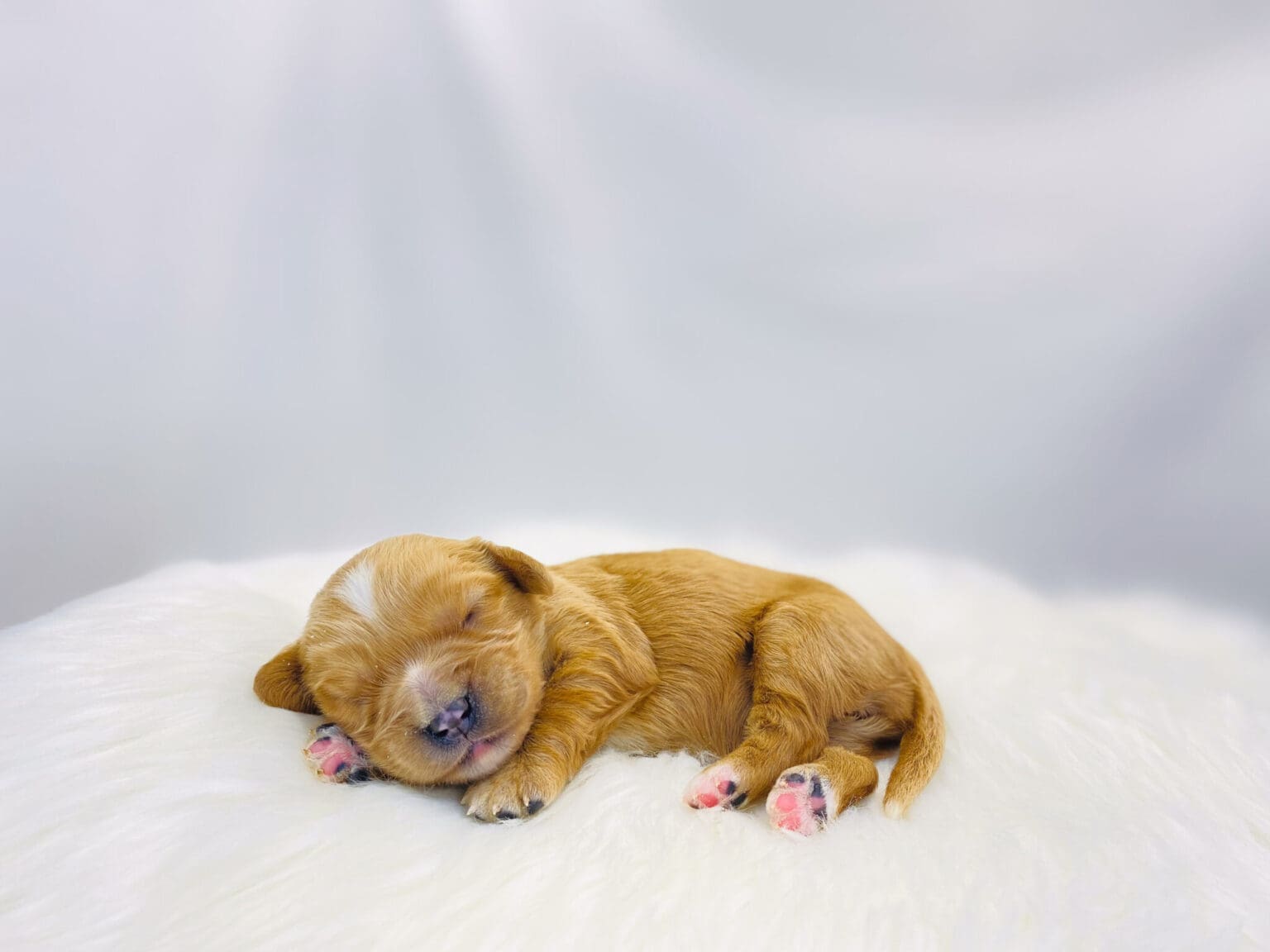 I am just a tiny baby and would love to join your family soon! Of course, you can’t see how cute and curly I will be when I get older, so the Dog Club will send updated photos when I am about 6 to 7 weeks old, if you choose to adopt me. Infant puppy deposits are refundable or transferrable.