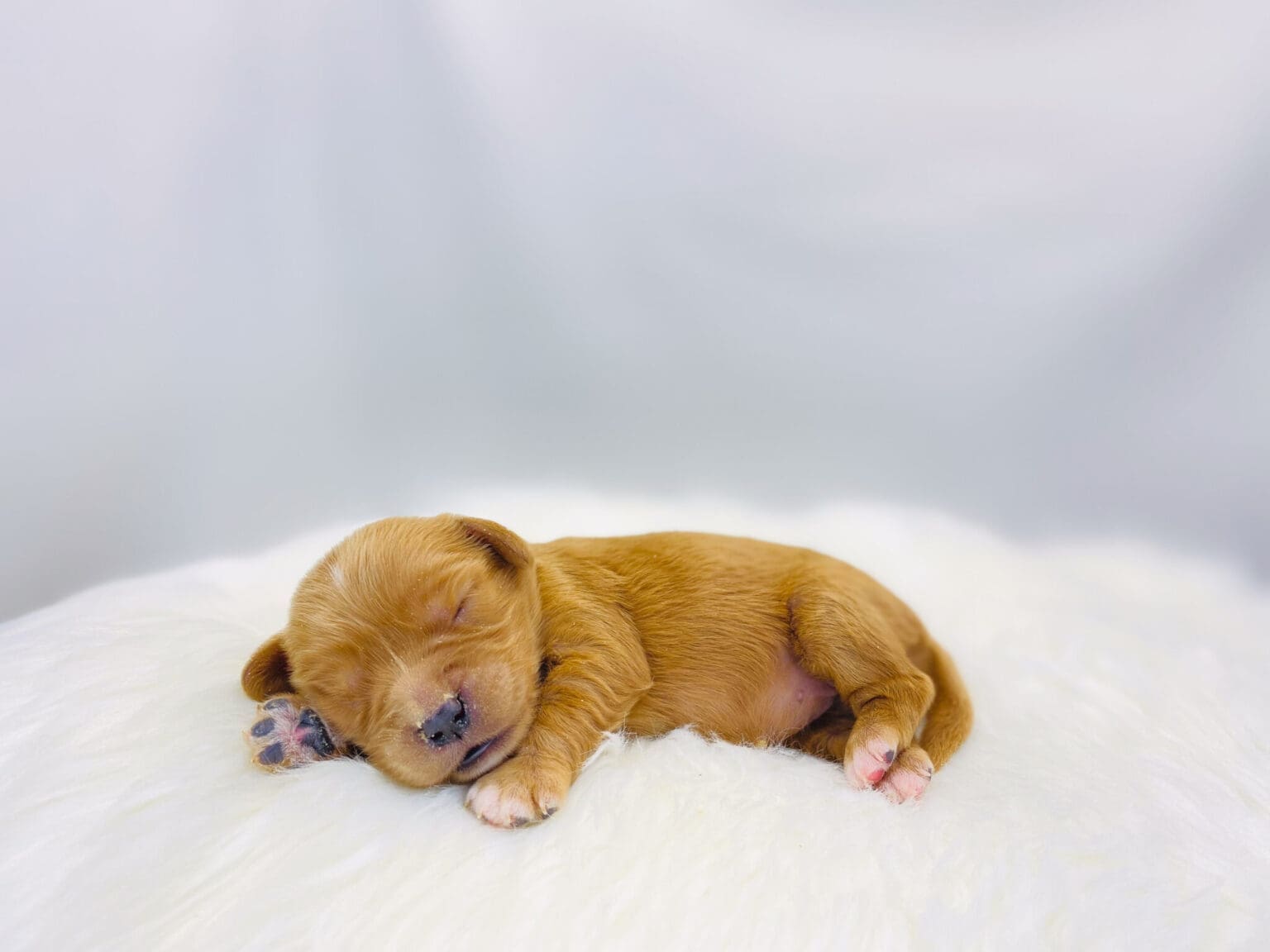 I am just a tiny baby and would love to join your family soon! Of course, you can’t see how cute and curly I will be when I get older, so the Dog Club will send updated photos when I am about 6 to 7 weeks old, if you choose to adopt me. Infant puppy deposits are refundable or transferrable.