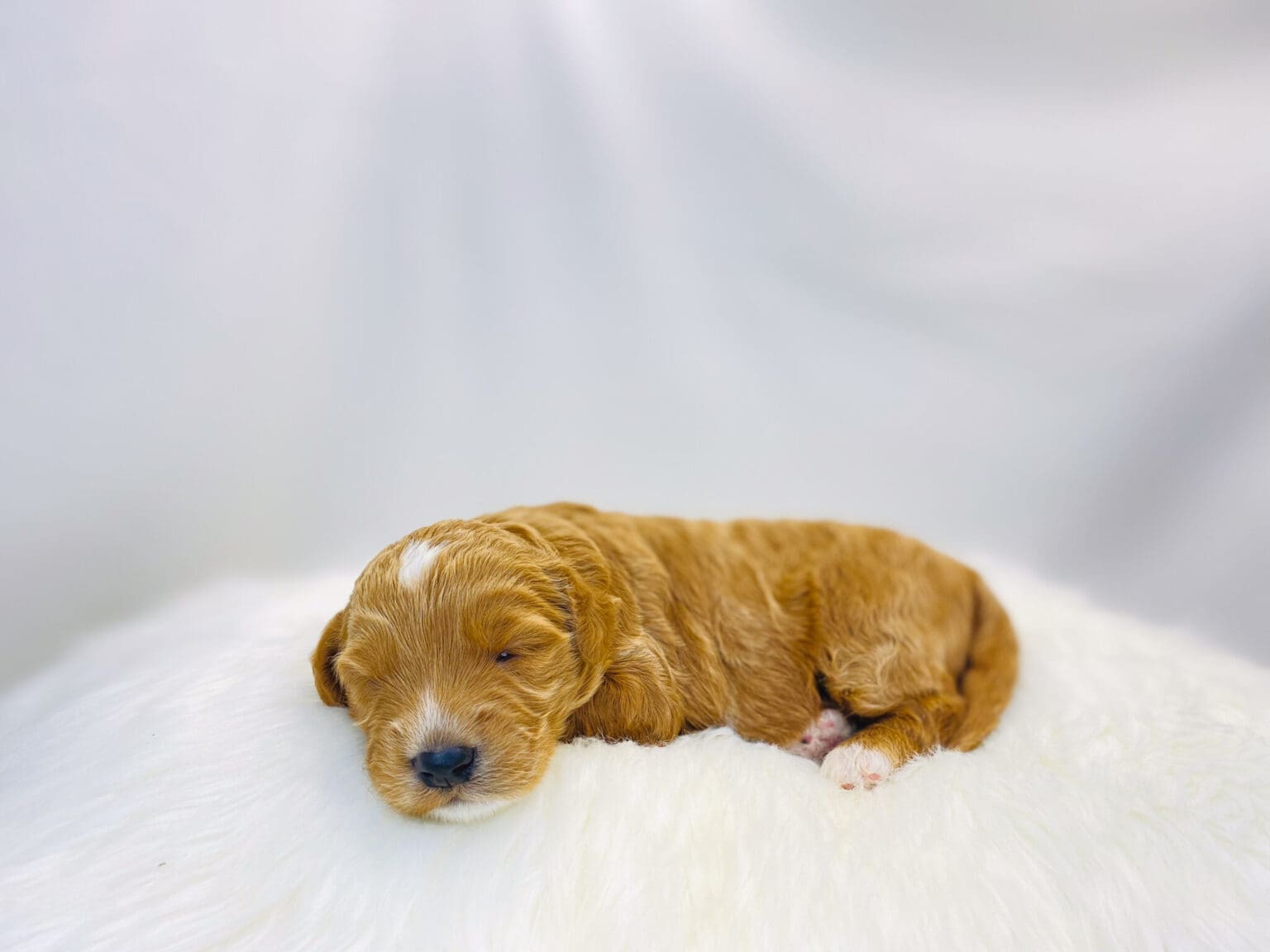 I am just a tiny baby and would love to join your family soon! Of course, you can’t see how cute and curly I will be when I get older, so the Dog Club will send updated photos when I am about 6 to 7 weeks old, if you choose to adopt me. Infant puppy deposits are refundable or transferrable.