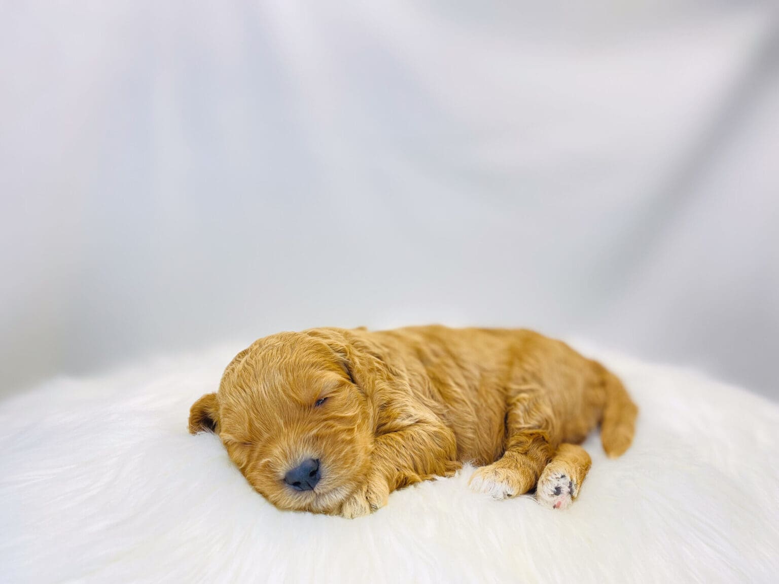 I am just a tiny baby and would love to join your family soon! Of course, you can’t see how cute and curly I will be when I get older, so the Dog Club will send updated photos when I am about 6 to 7 weeks old, if you choose to adopt me. Infant puppy deposits are refundable or transferrable.