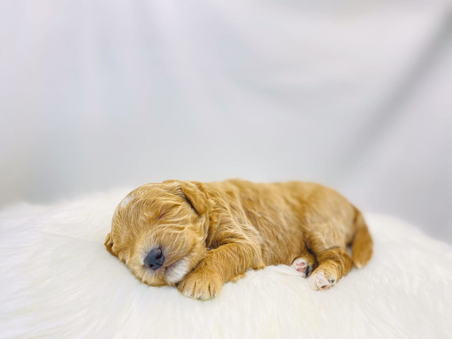 I am just a tiny baby and would love to join your family soon! Of course, you can’t see how cute and curly I will be when I get older, so the Dog Club will send updated photos when I am about 6 to 7 weeks old, if you choose to adopt me. Infant puppy deposits are refundable or transferrable.