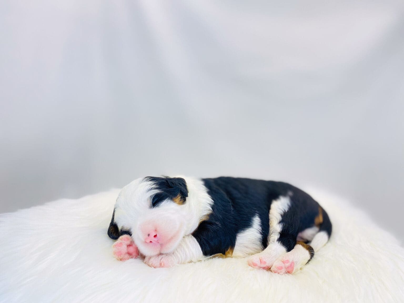 I am just a tiny baby and would love to join your family soon! Of course, you can’t see how cute and curly I will be when I get older, so the Dog Club will send updated photos when I am about 6 to 7 weeks old, if you choose to adopt me. Infant puppy deposits are refundable or transferrable.