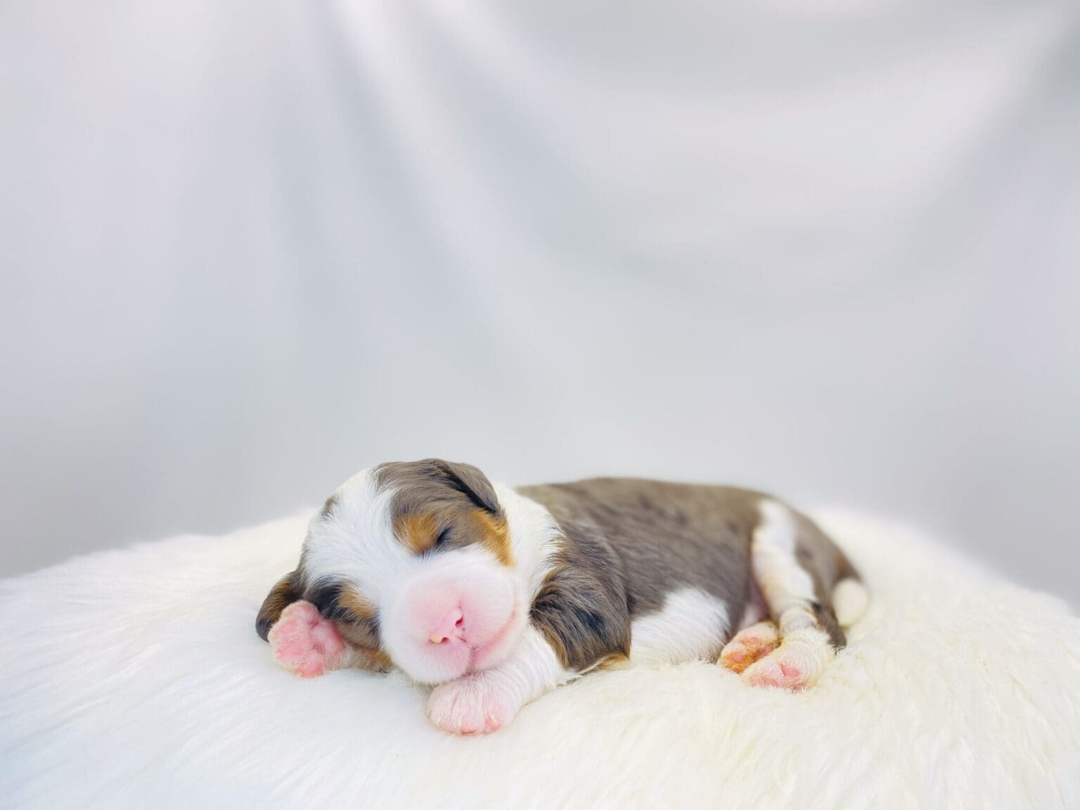 I am just a tiny baby and would love to join your family soon! Of course, you can’t see how cute and curly I will be when I get older, so the Dog Club will send updated photos when I am about 6 to 7 weeks old, if you choose to adopt me. Infant puppy deposits are refundable or transferrable.