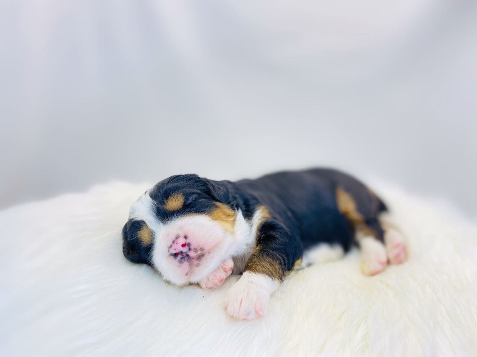 I am just a tiny baby and would love to join your family soon! Of course, you can’t see how cute and curly I will be when I get older, so the Dog Club will send updated photos when I am about 6 to 7 weeks old, if you choose to adopt me. Infant puppy deposits are refundable or transferrable.