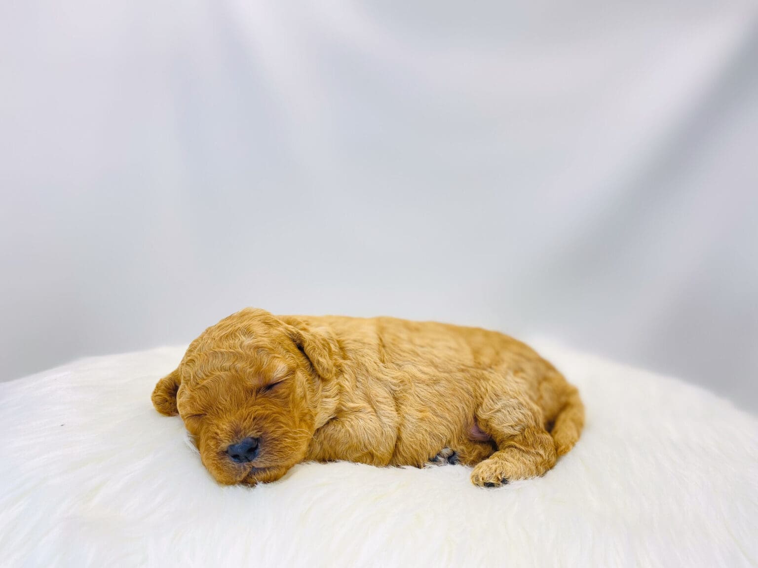 I am just a tiny baby and would love to join your family soon! Of course, you can’t see how cute and curly I will be when I get older, so the Dog Club will send updated photos when I am about 6 to 7 weeks old, if you choose to adopt me. Infant puppy deposits are refundable or transferrable.