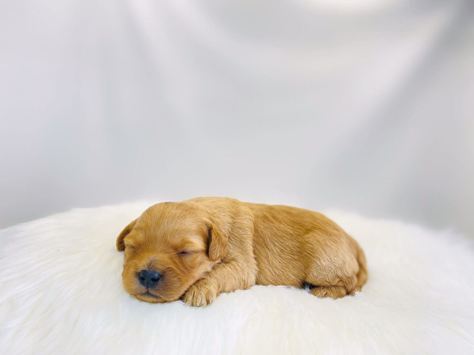 I am just a tiny baby and would love to join your family soon! Of course, you can’t see how cute and curly I will be when I get older, so the Dog Club will send updated photos when I am about 6 to 7 weeks old, if you choose to adopt me. Infant puppy deposits are refundable or transferrable.