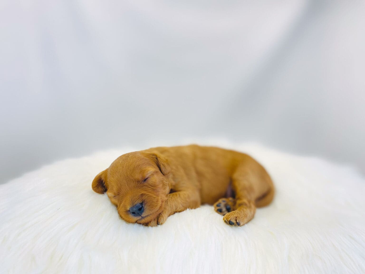 I am just a tiny baby and would love to join your family soon! Of course, you can’t see how cute and curly I will be when I get older, so the Dog Club will send updated photos when I am about 6 to 7 weeks old, if you choose to adopt me. Infant puppy deposits are refundable or transferrable.