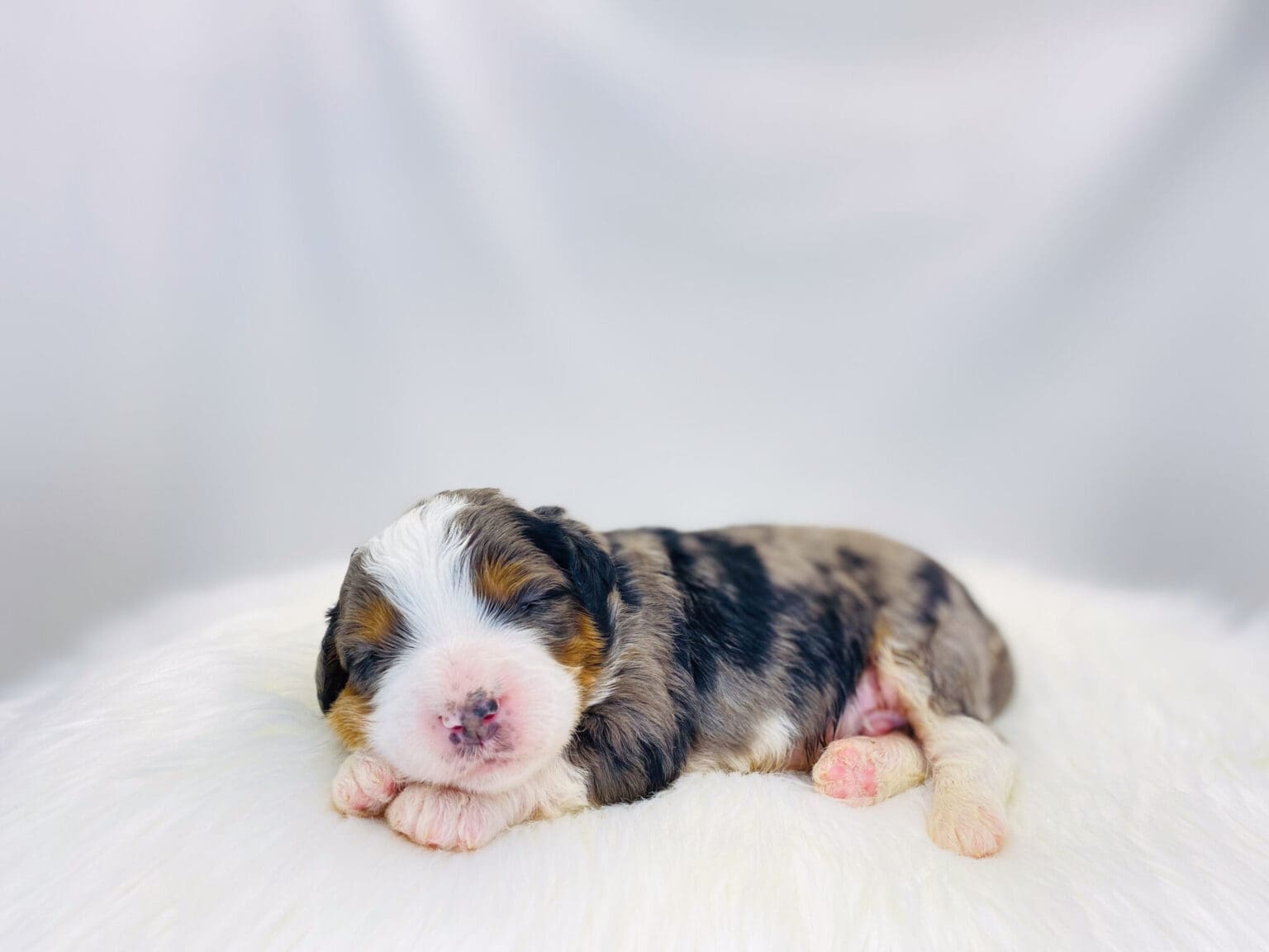 I am just a tiny baby and would love to join your family soon! Of course, you can’t see how cute and curly I will be when I get older, so the Dog Club will send updated photos when I am about 6 to 7 weeks old, if you choose to adopt me. Infant puppy deposits are refundable or transferrable.