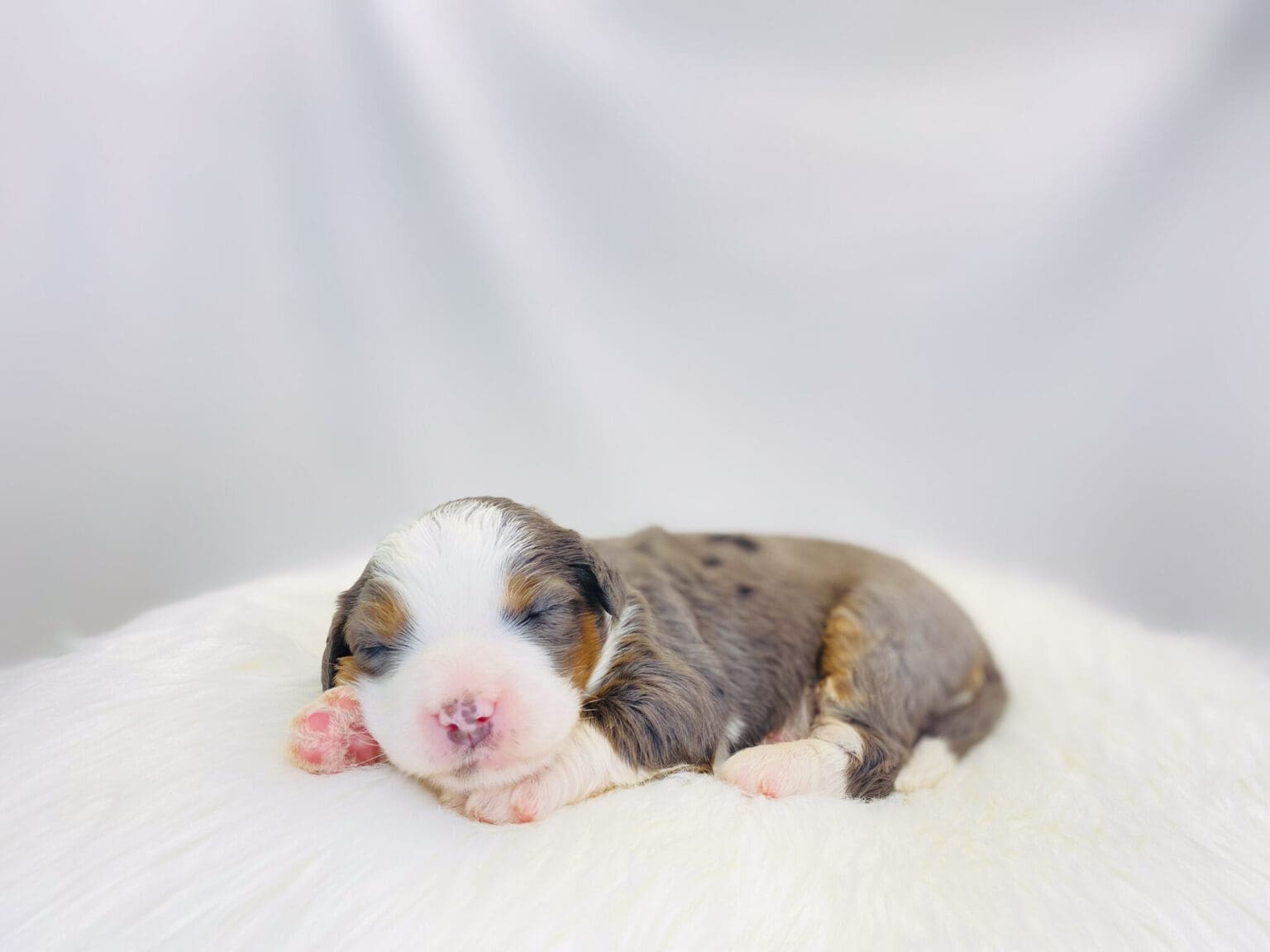 I am just a tiny baby and would love to join your family soon! Of course, you can’t see how cute and curly I will be when I get older, so the Dog Club will send updated photos when I am about 6 to 7 weeks old, if you choose to adopt me. Infant puppy deposits are refundable or transferrable.