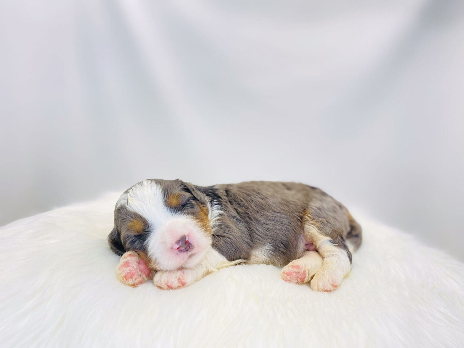 I am just a tiny baby and would love to join your family soon! Of course, you can’t see how cute and curly I will be when I get older, so the Dog Club will send updated photos when I am about 6 to 7 weeks old, if you choose to adopt me. Infant puppy deposits are refundable or transferrable.