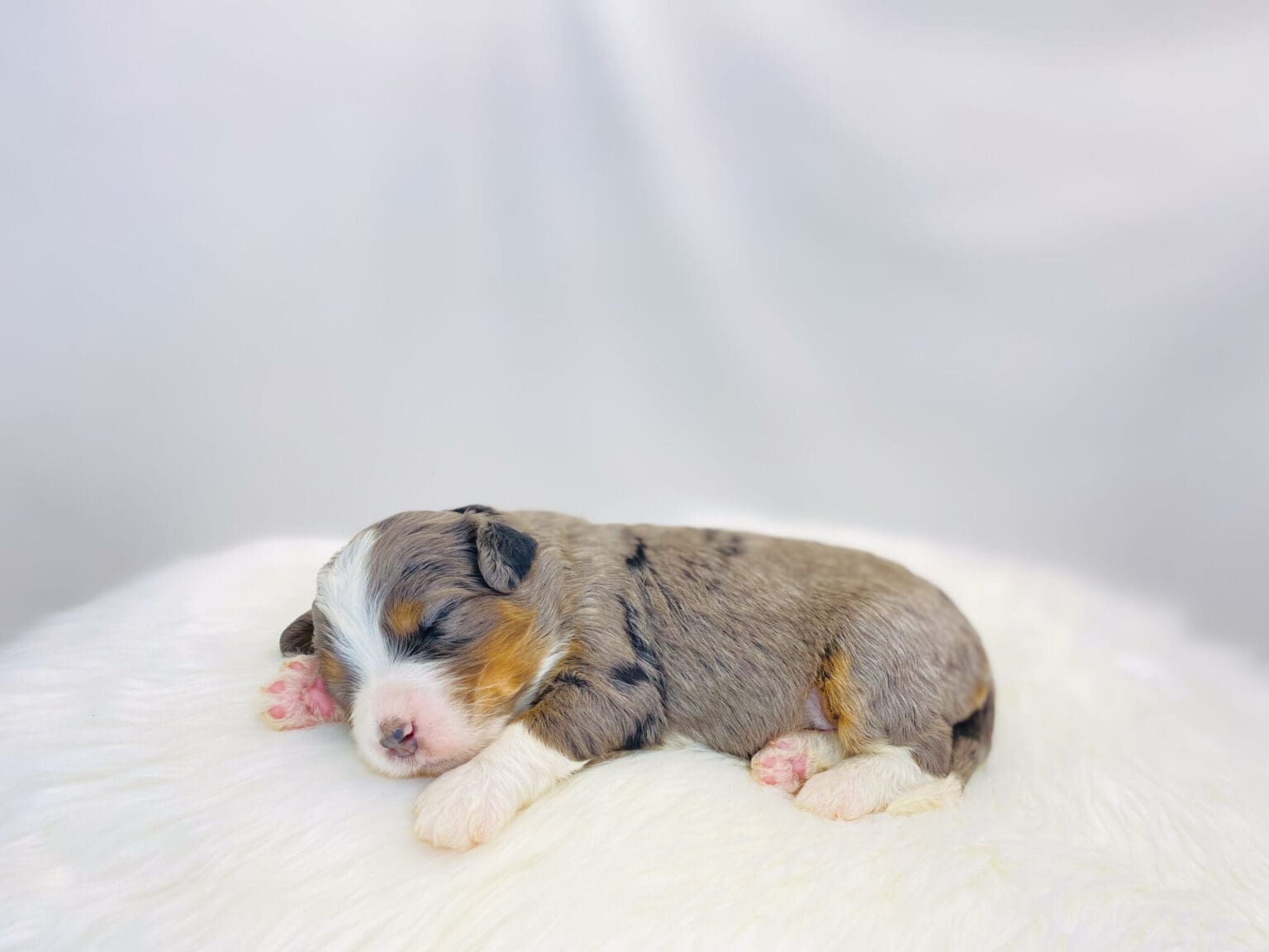 I am just a tiny baby and would love to join your family soon! Of course, you can’t see how cute and curly I will be when I get older, so the Dog Club will send updated photos when I am about 6 to 7 weeks old, if you choose to adopt me. Infant puppy deposits are refundable or transferrable.