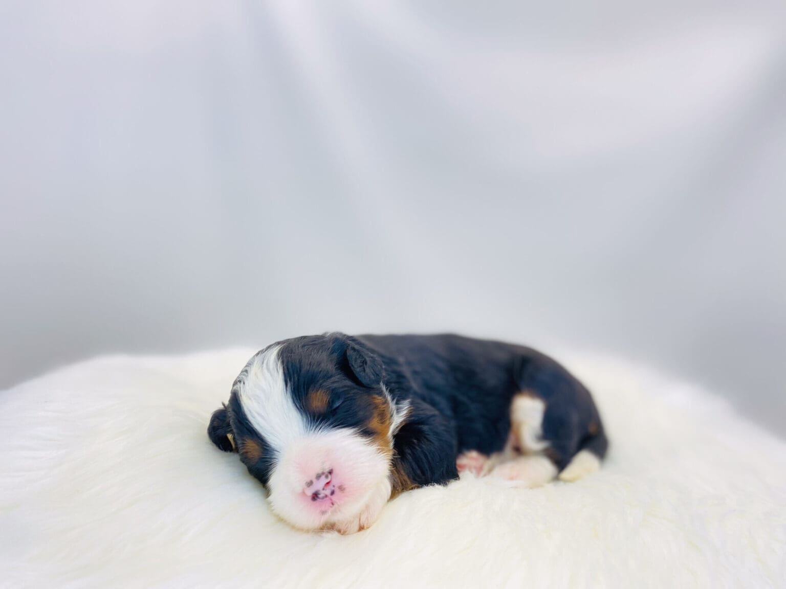 I am just a tiny baby and would love to join your family soon! Of course, you can’t see how cute and curly I will be when I get older, so the Dog Club will send updated photos when I am about 6 to 7 weeks old, if you choose to adopt me. Infant puppy deposits are refundable or transferrable.