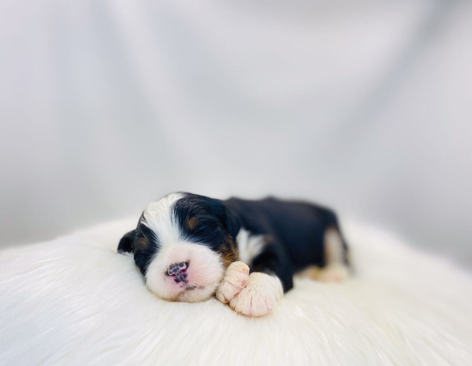 I am just a tiny baby and would love to join your family soon! Of course, you can’t see how cute and curly I will be when I get older, so the Dog Club will send updated photos when I am about 6 to 7 weeks old, if you choose to adopt me. Infant puppy deposits are refundable or transferrable.