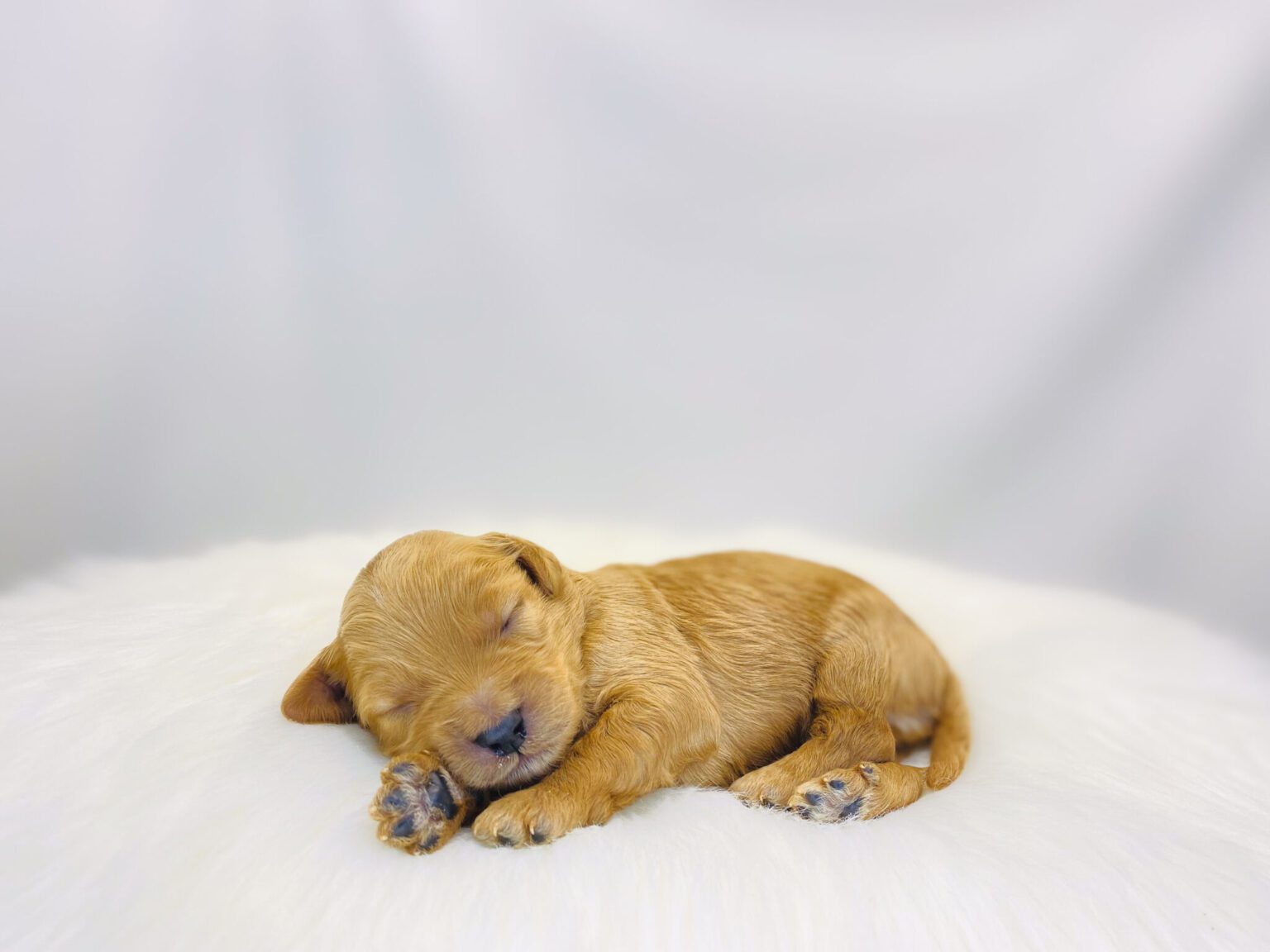 I am just a tiny baby and would love to join your family soon! Of course, you can’t see how cute and curly I will be when I get older, so the Dog Club will send updated photos when I am about 6 to 7 weeks old, if you choose to adopt me. Infant puppy deposits are refundable or transferrable.