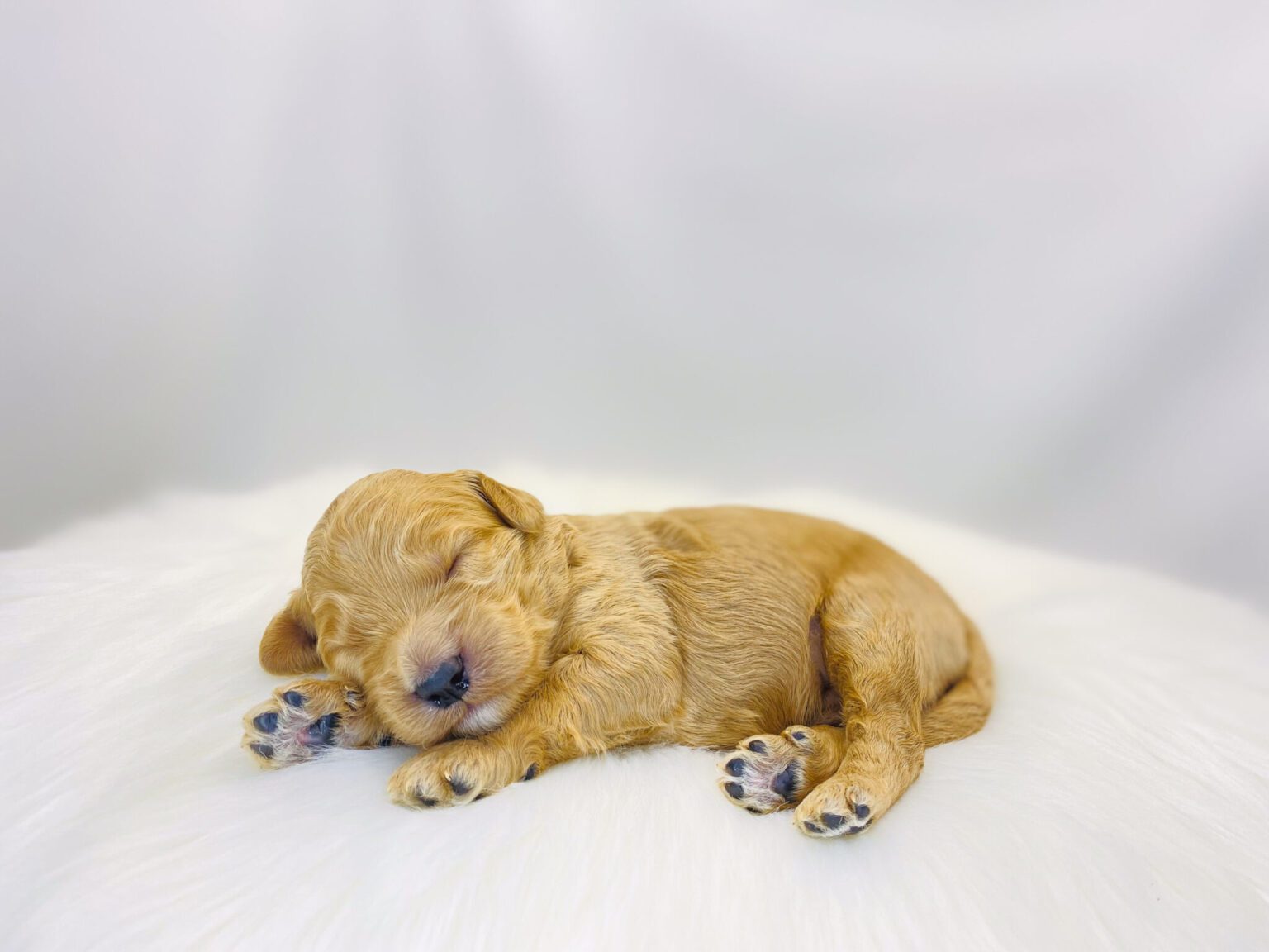 I am just a tiny baby and would love to join your family soon! Of course, you can’t see how cute and curly I will be when I get older, so the Dog Club will send updated photos when I am about 6 to 7 weeks old, if you choose to adopt me. Infant puppy deposits are refundable or transferrable.