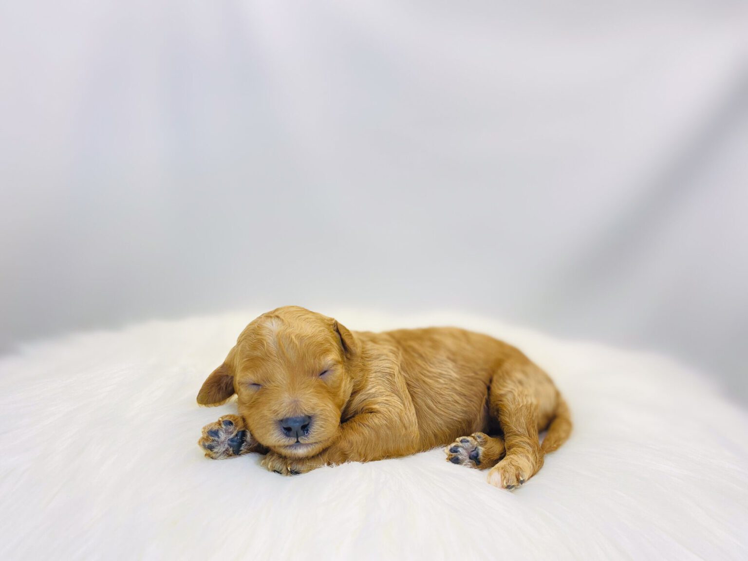 I am just a tiny baby and would love to join your family soon! Of course, you can’t see how cute and curly I will be when I get older, so the Dog Club will send updated photos when I am about 6 to 7 weeks old, if you choose to adopt me. Infant puppy deposits are refundable or transferrable.