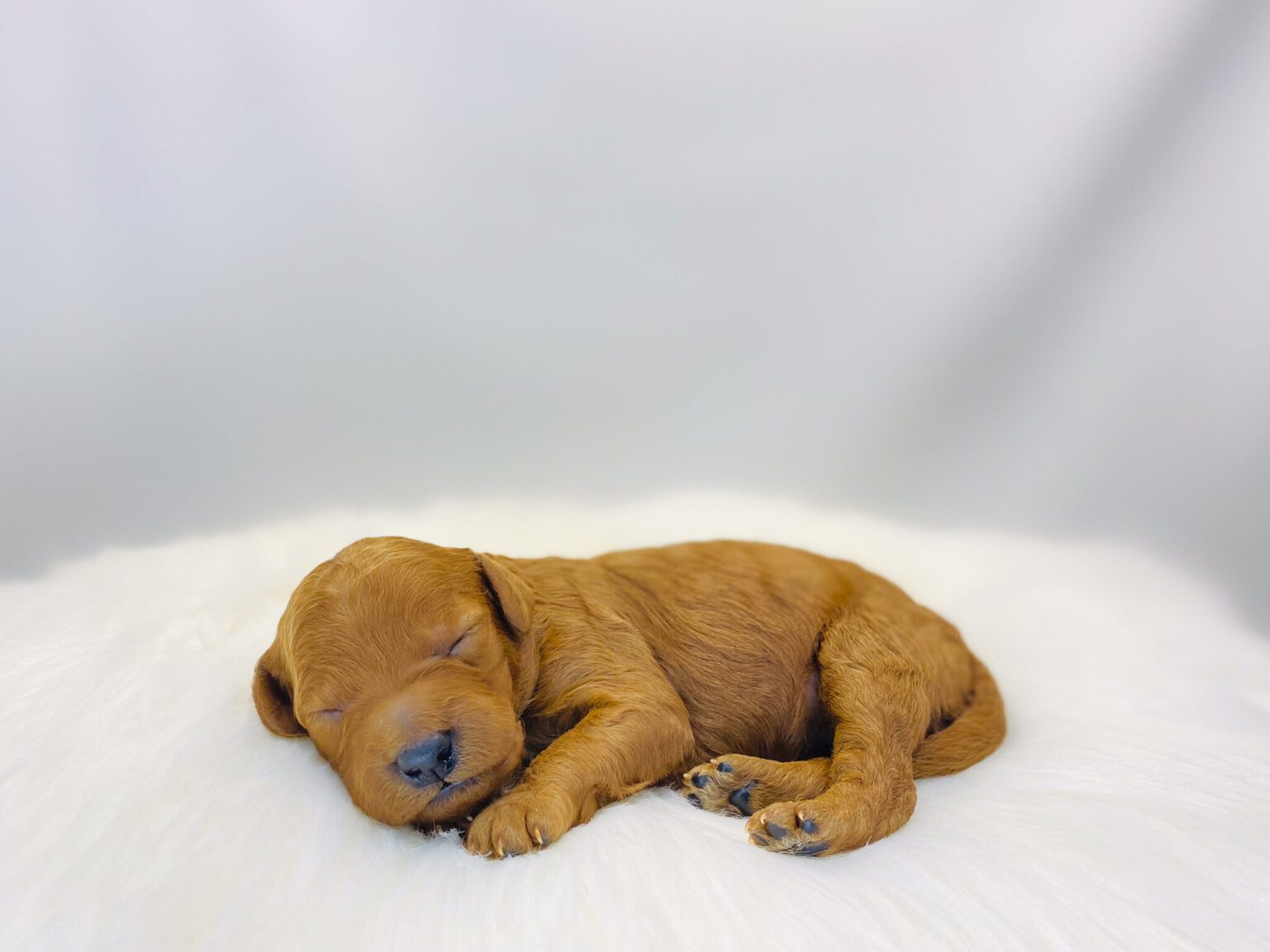 I am just a tiny baby and would love to join your family soon! Of course, you can’t see how cute and curly I will be when I get older, so the Dog Club will send updated photos when I am about 6 to 7 weeks old, if you choose to adopt me. Infant puppy deposits are refundable or transferrable.