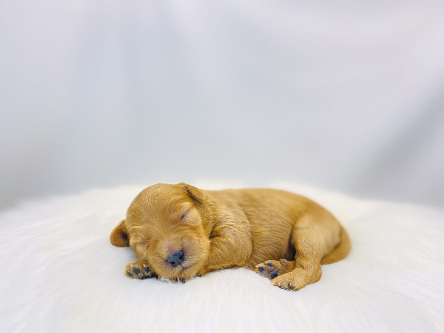 I am just a tiny baby and would love to join your family soon! Of course, you can’t see how cute and curly I will be when I get older, so the Dog Club will send updated photos when I am about 6 to 7 weeks old, if you choose to adopt me. Infant puppy deposits are refundable or transferrable.