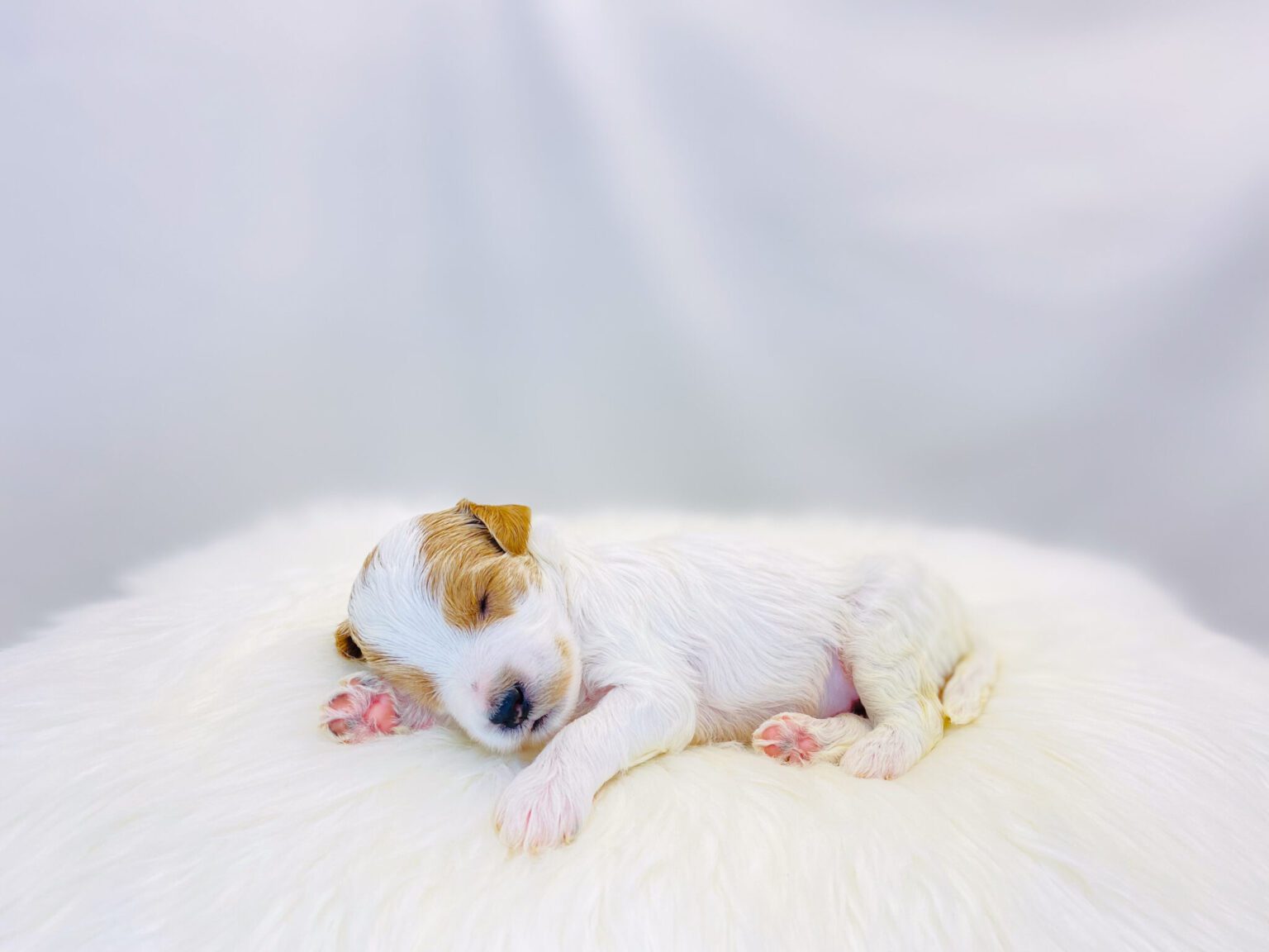 I am just a tiny baby and would love to join your family soon! Of course, you can’t see how cute and curly I will be when I get older, so the Dog Club will send updated photos when I am about 6 to 7 weeks old, if you choose to adopt me. Infant puppy deposits are refundable or transferrable.