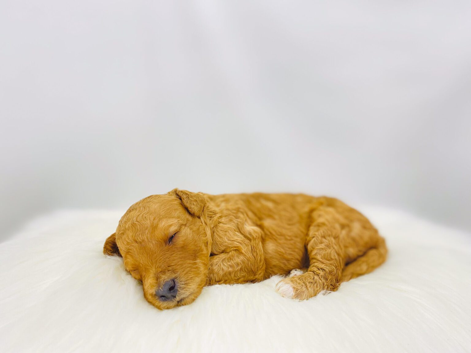 I am just a tiny baby and would love to join your family soon! Of course, you can’t see how cute and curly I will be when I get older, so the Dog Club will send updated photos when I am about 6 to 7 weeks old, if you choose to adopt me. Infant puppy deposits are refundable or transferrable.