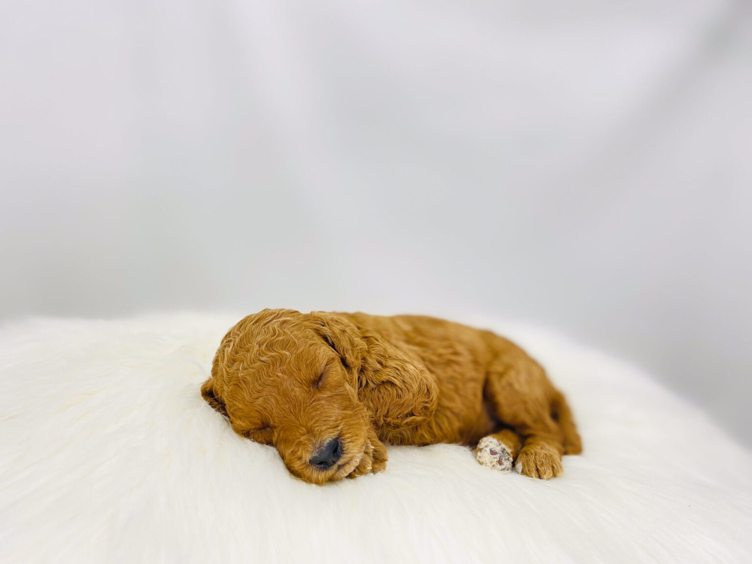 I am just a tiny baby and would love to join your family soon! Of course, you can’t see how cute and curly I will be when I get older, so the Dog Club will send updated photos when I am about 6 to 7 weeks old, if you choose to adopt me. Infant puppy deposits are refundable or transferrable.