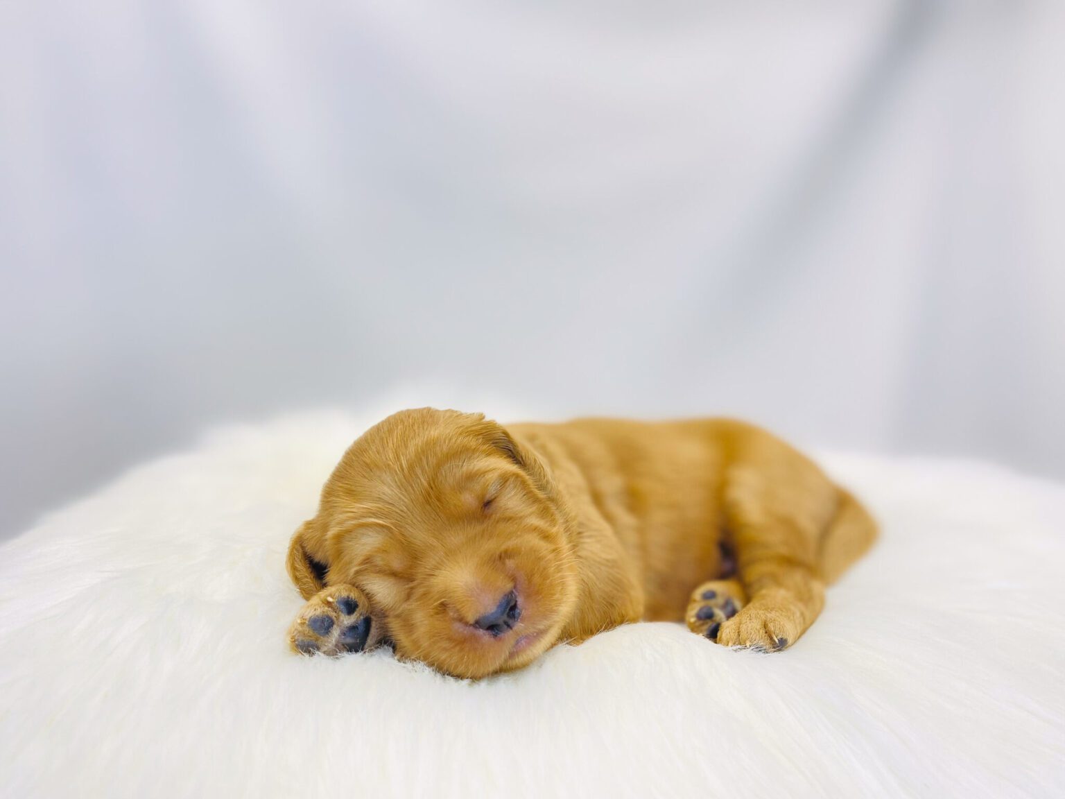 I am just a tiny baby and would love to join your family soon! Of course, you can’t see how cute and curly I will be when I get older, so the Dog Club will send updated photos when I am about 6 to 7 weeks old, if you choose to adopt me. Infant puppy deposits are refundable or transferrable.