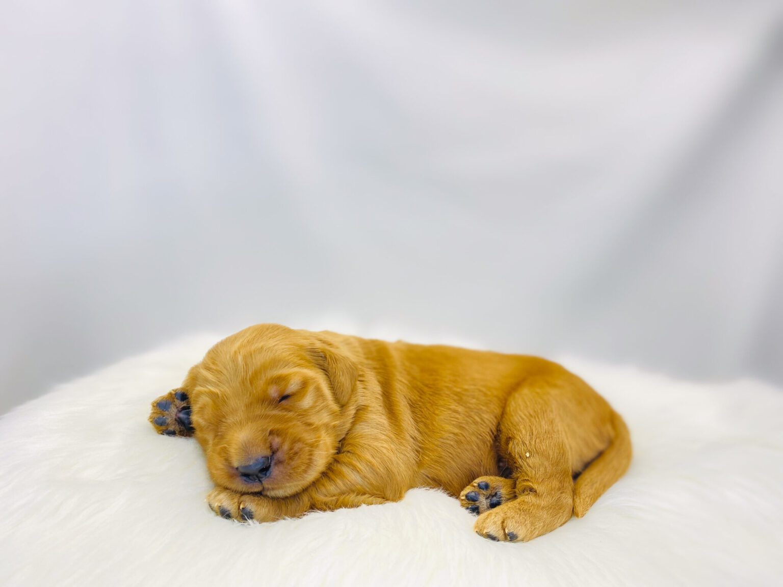 I am just a tiny baby and would love to join your family soon! Of course, you can’t see how cute and curly I will be when I get older, so the Dog Club will send updated photos when I am about 6 to 7 weeks old, if you choose to adopt me. Infant puppy deposits are refundable or transferrable.