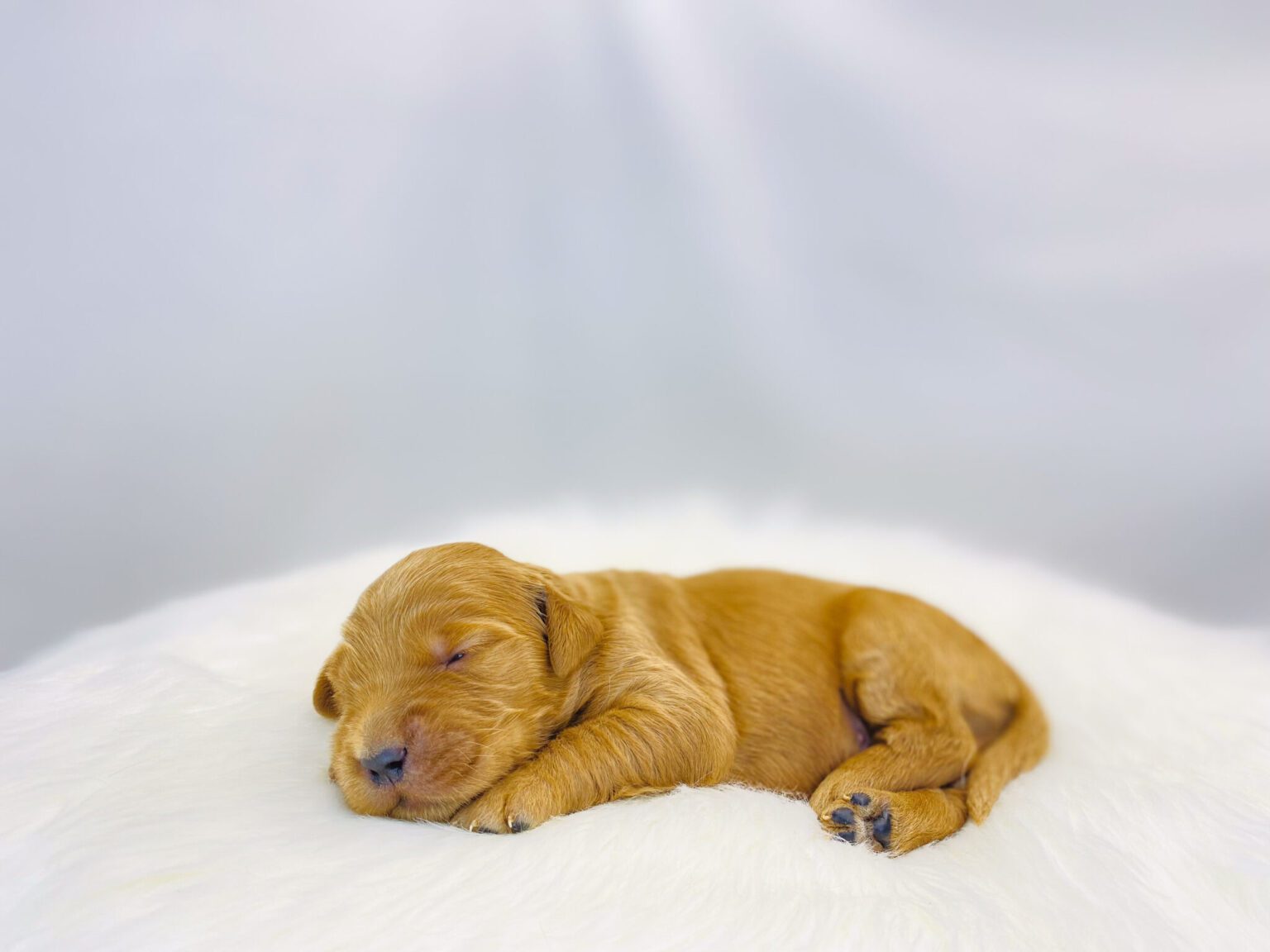 I am just a tiny baby and would love to join your family soon! Of course, you can’t see how cute and curly I will be when I get older, so the Dog Club will send updated photos when I am about 6 to 7 weeks old, if you choose to adopt me. Infant puppy deposits are refundable or transferrable.