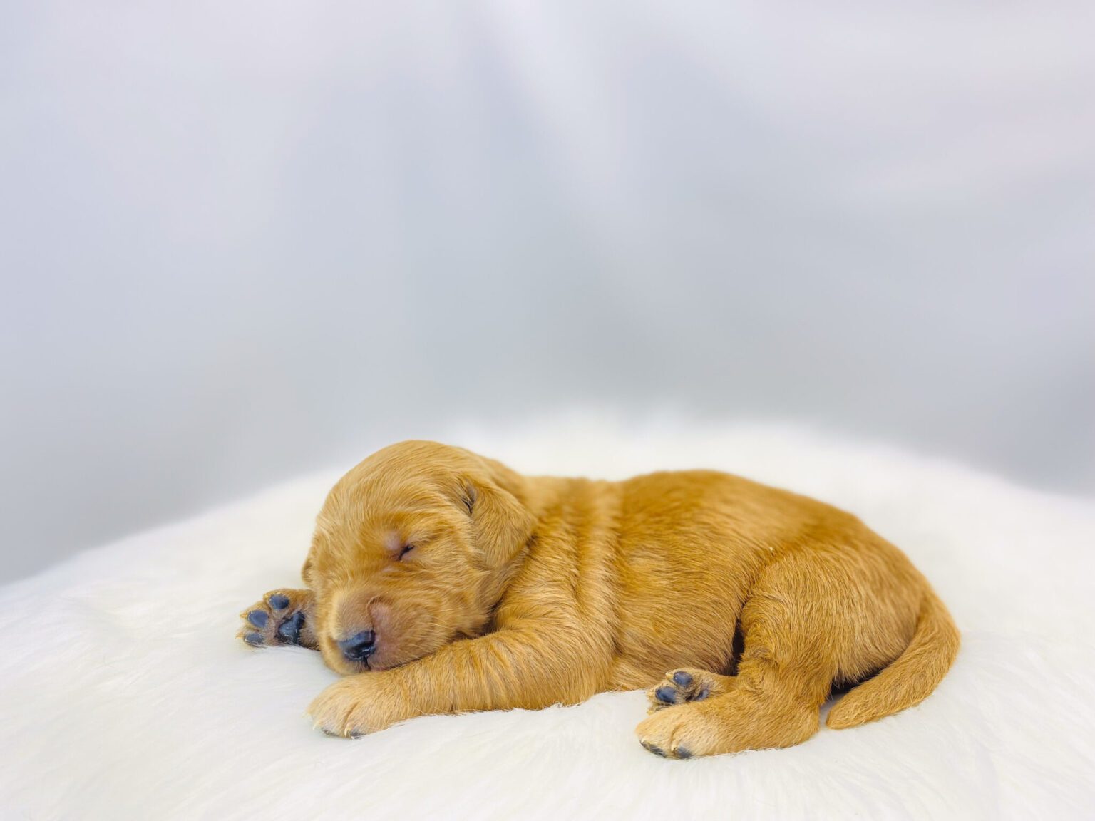 I am just a tiny baby and would love to join your family soon! Of course, you can’t see how cute and curly I will be when I get older, so the Dog Club will send updated photos when I am about 6 to 7 weeks old, if you choose to adopt me. Infant puppy deposits are refundable or transferrable.