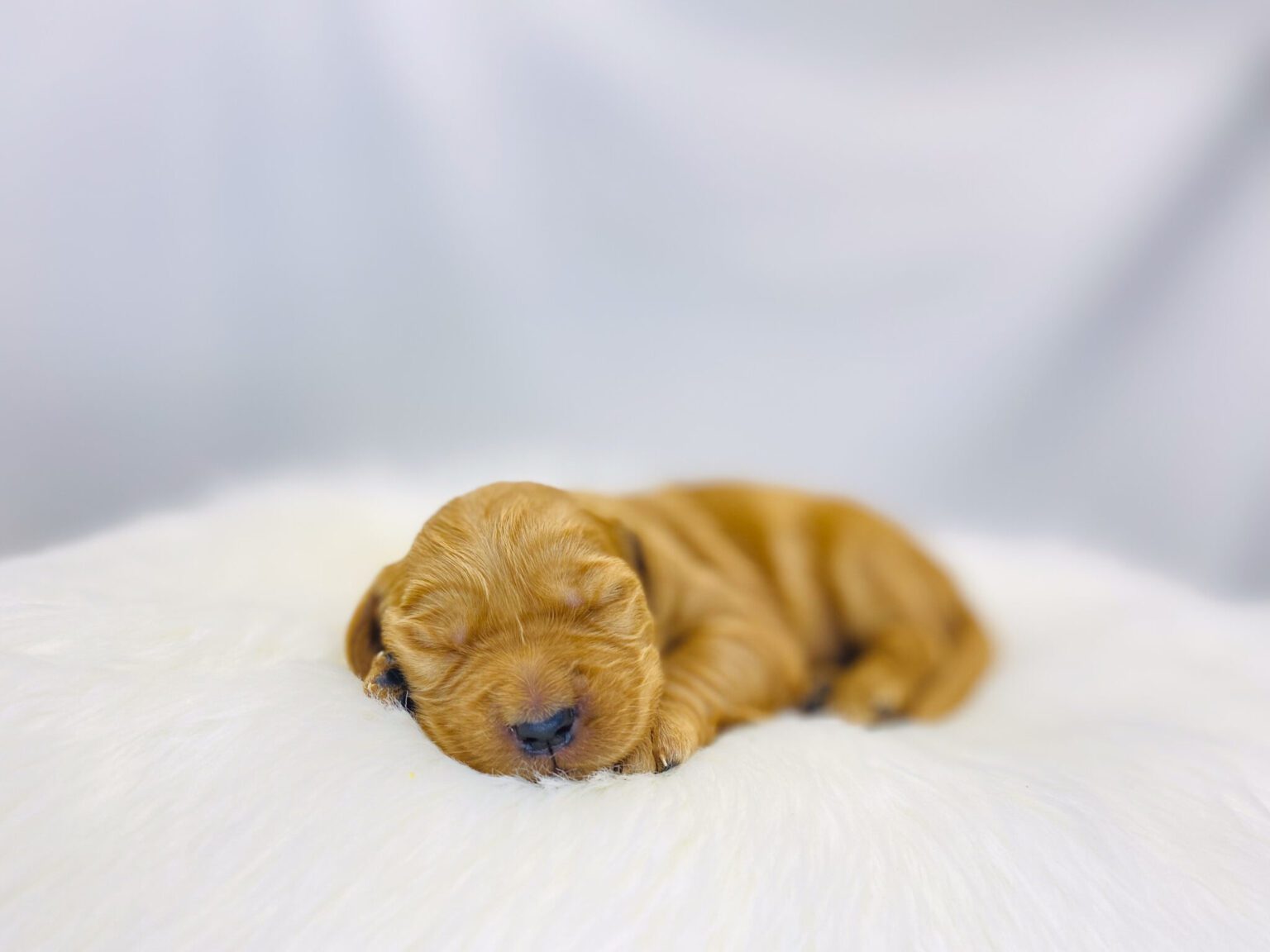 I am just a tiny baby and would love to join your family soon! Of course, you can’t see how cute and curly I will be when I get older, so the Dog Club will send updated photos when I am about 6 to 7 weeks old, if you choose to adopt me. Infant puppy deposits are refundable or transferrable.