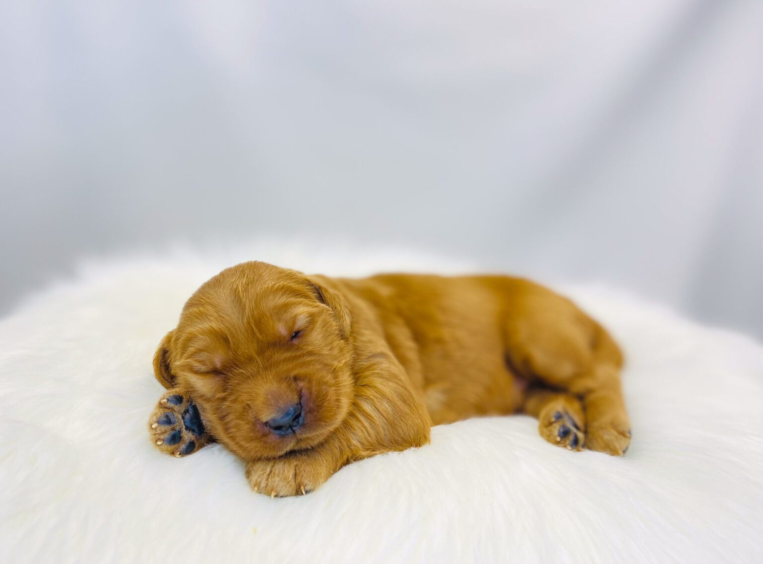 I am just a tiny baby and would love to join your family soon! Of course, you can’t see how cute and curly I will be when I get older, so the Dog Club will send updated photos when I am about 6 to 7 weeks old, if you choose to adopt me. Infant puppy deposits are refundable or transferrable.