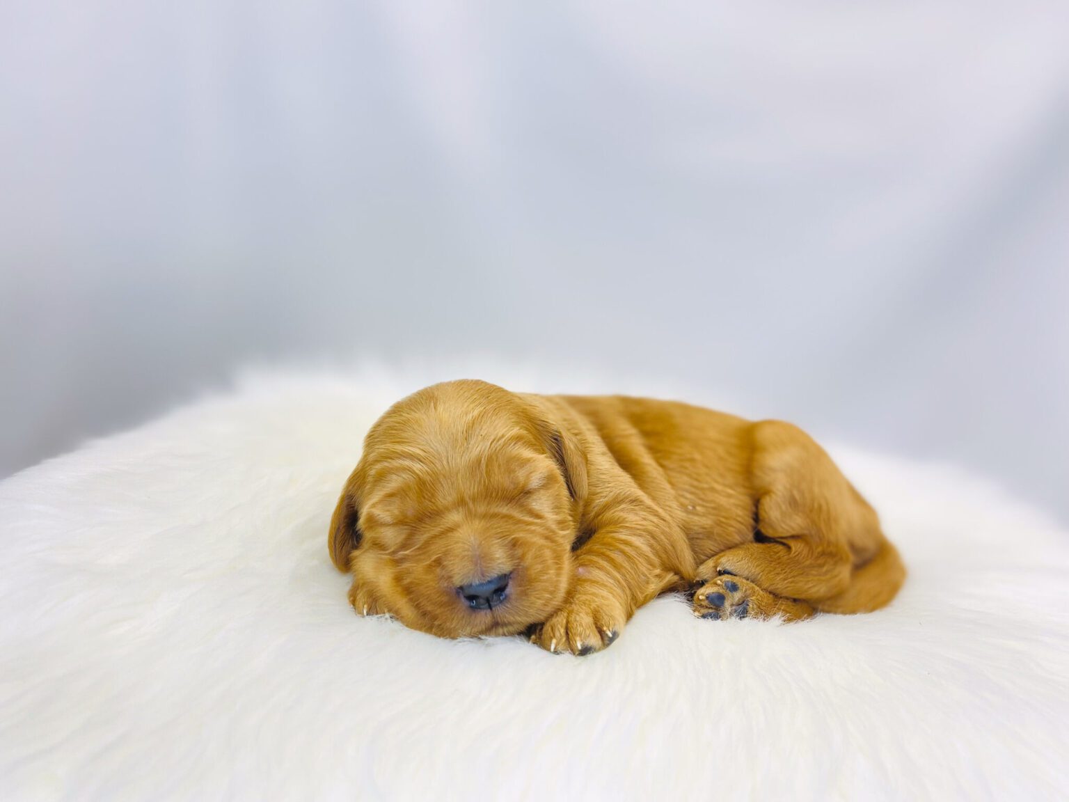 I am just a tiny baby and would love to join your family soon! Of course, you can’t see how cute and curly I will be when I get older, so the Dog Club will send updated photos when I am about 6 to 7 weeks old, if you choose to adopt me. Infant puppy deposits are refundable or transferrable.