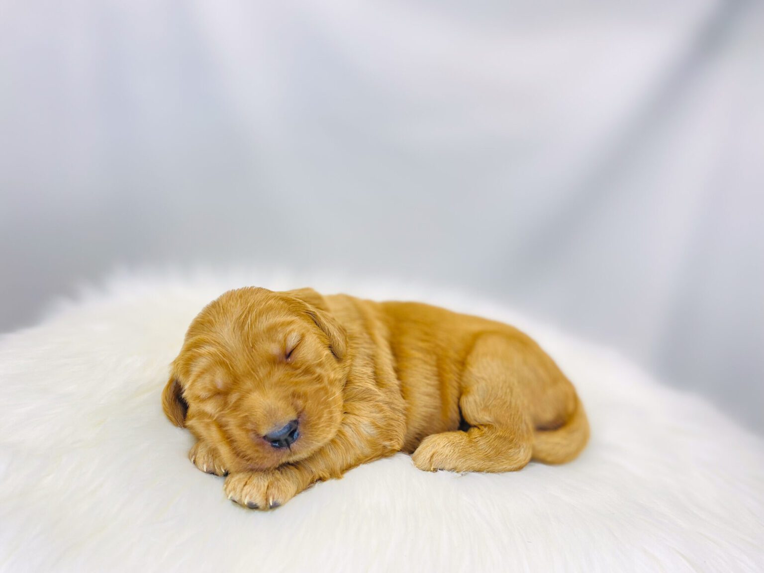 I am just a tiny baby and would love to join your family soon! Of course, you can’t see how cute and curly I will be when I get older, so the Dog Club will send updated photos when I am about 6 to 7 weeks old, if you choose to adopt me. Infant puppy deposits are refundable or transferrable.