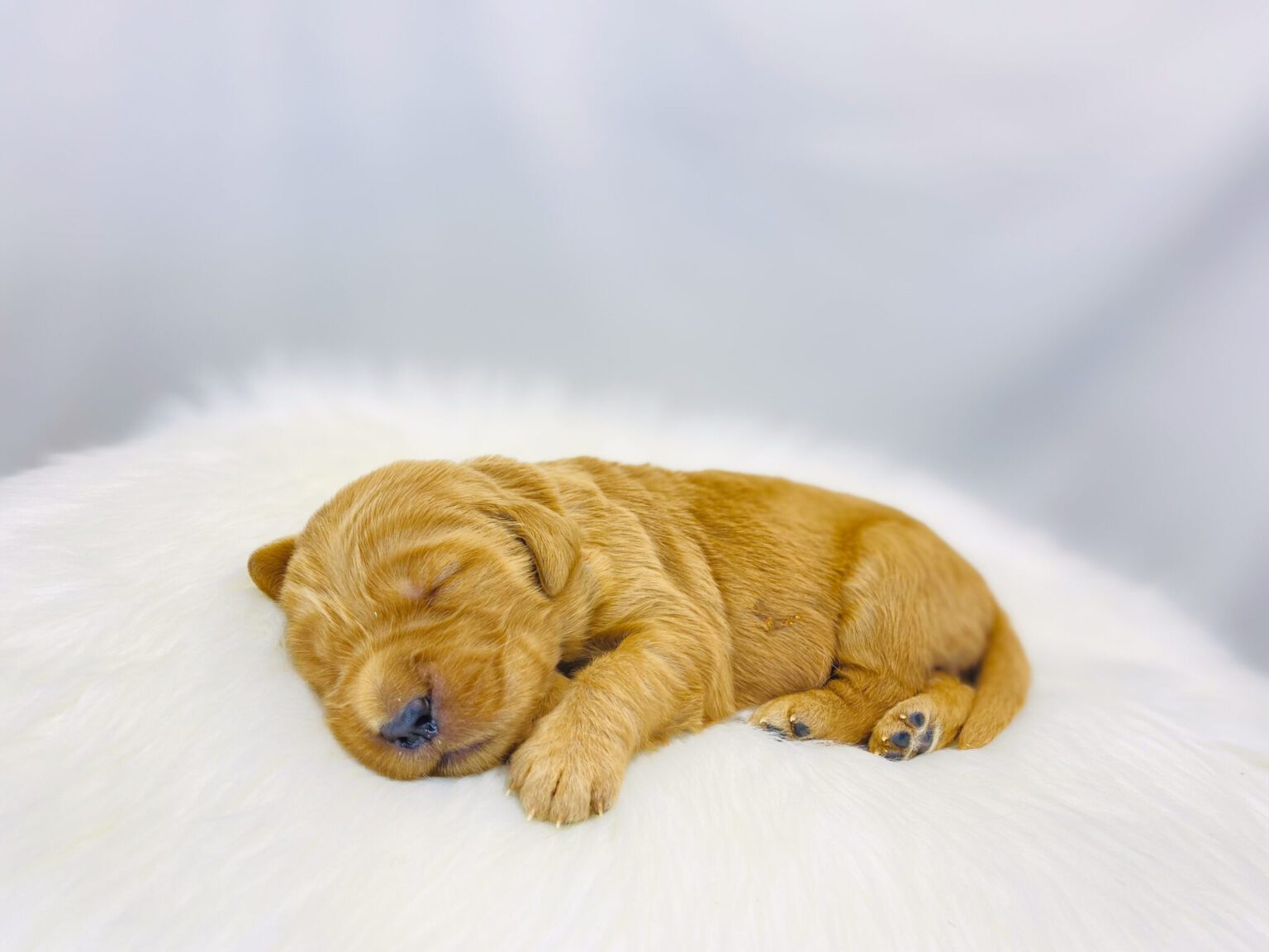 I am just a tiny baby and would love to join your family soon! Of course, you can’t see how cute and curly I will be when I get older, so the Dog Club will send updated photos when I am about 6 to 7 weeks old, if you choose to adopt me. Infant puppy deposits are refundable or transferrable.