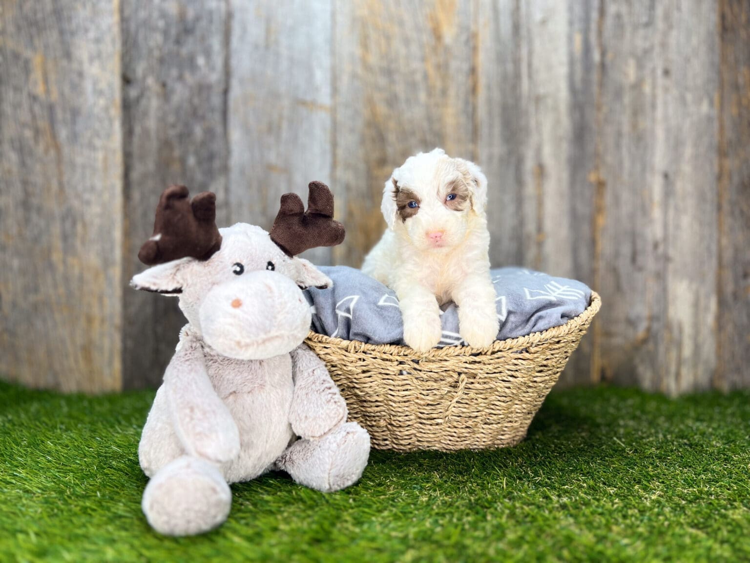 I am just a tiny baby and would love to join your family soon! Of course, you can’t see how cute and curly I will be when I get older, so the Dog Club will send updated photos when I am about 6 to 7 weeks old, if you choose to adopt me. Infant puppy deposits are refundable or transferrable.