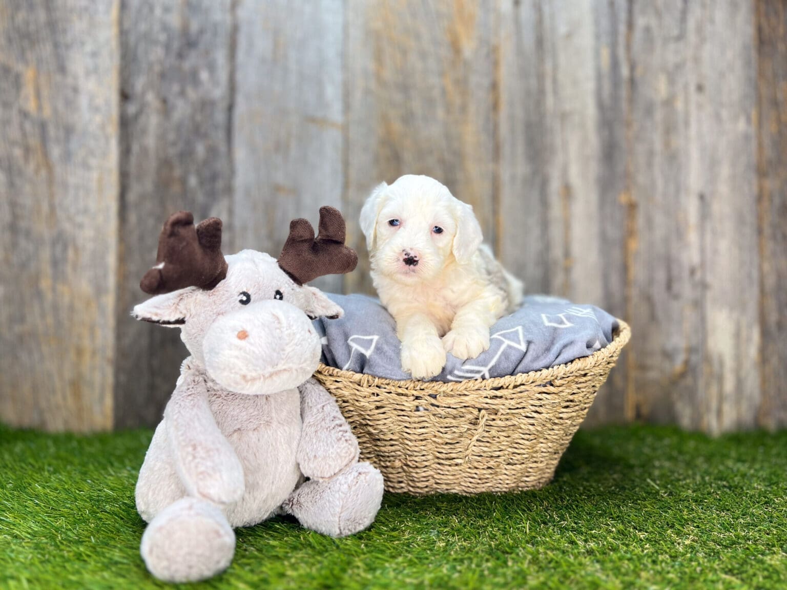 I am just a tiny baby and would love to join your family soon! Of course, you can’t see how cute and curly I will be when I get older, so the Dog Club will send updated photos when I am about 6 to 7 weeks old, if you choose to adopt me. Infant puppy deposits are refundable or transferrable.