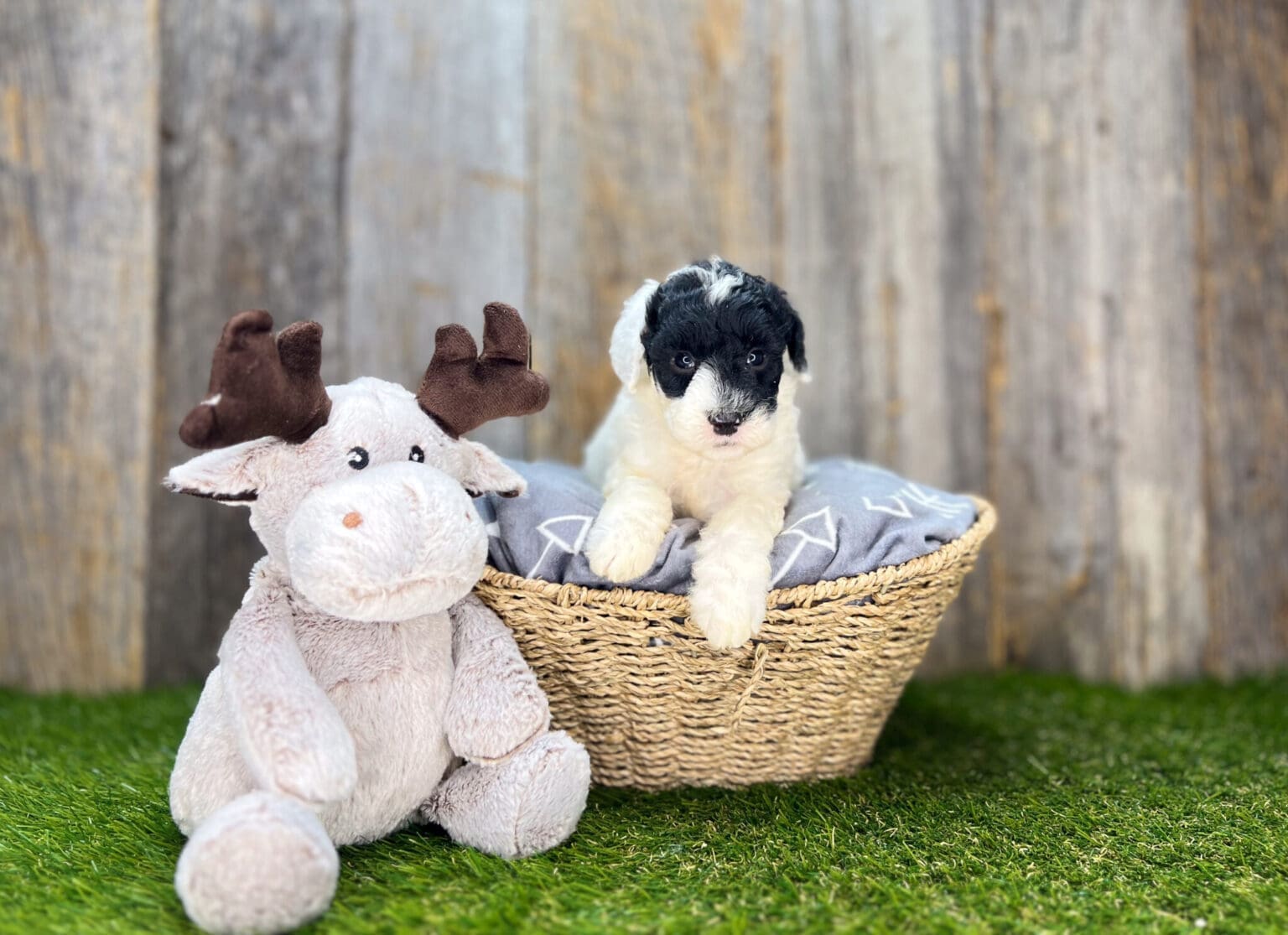 I am just a tiny baby and would love to join your family soon! Of course, you can’t see how cute and curly I will be when I get older, so the Dog Club will send updated photos when I am about 6 to 7 weeks old, if you choose to adopt me. Infant puppy deposits are refundable or transferrable.