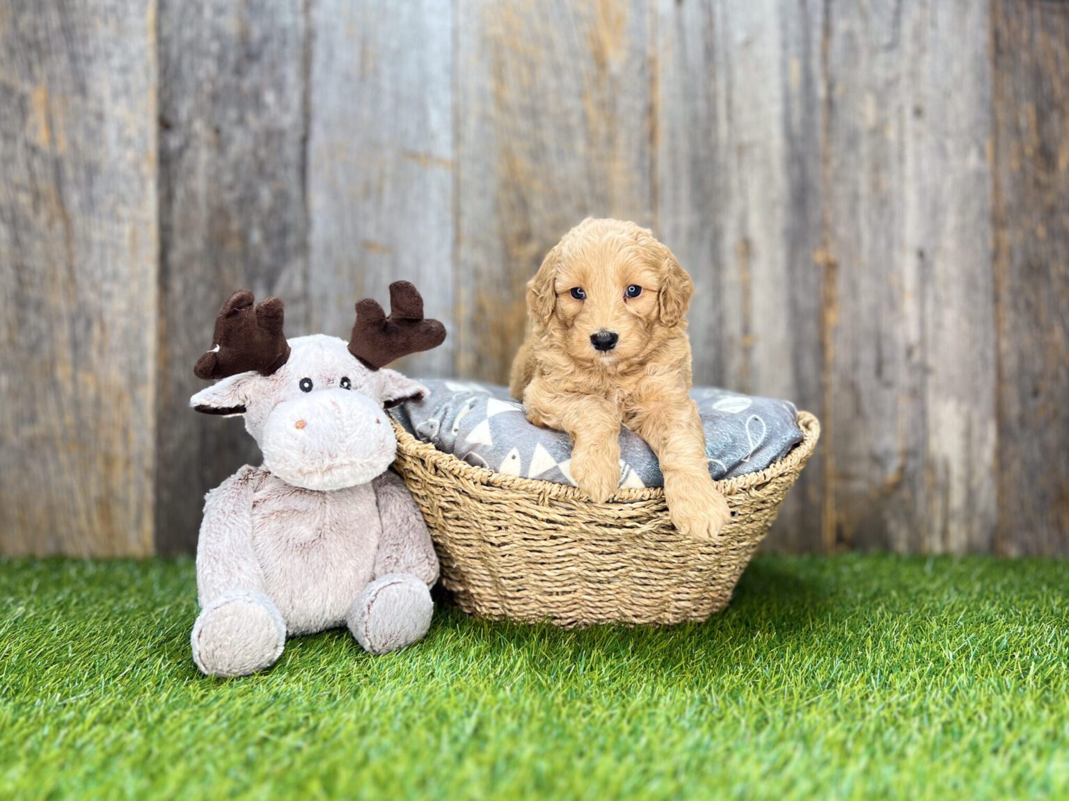 I am just a tiny baby and would love to join your family soon! Of course, you can’t see how cute and curly I will be when I get older, so the Dog Club will send updated photos when I am about 6 to 7 weeks old, if you choose to adopt me. Infant puppy deposits are refundable or transferrable.