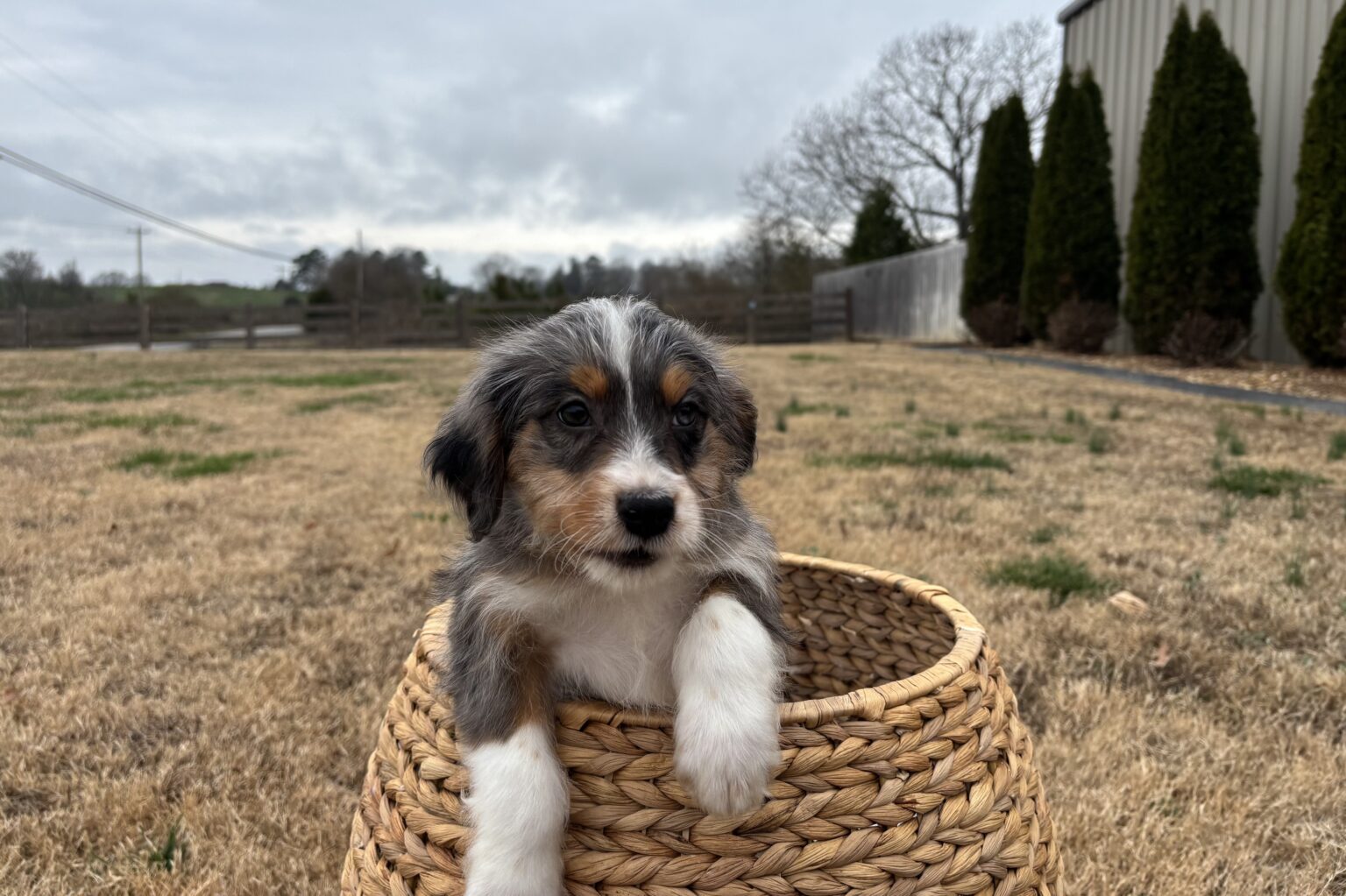 I am just a tiny baby and would love to join your family soon! Of course, you can’t see how cute and curly I will be when I get older, so the Dog Club will send updated photos when I am about 6 to 7 weeks old, if you choose to adopt me. Infant puppy deposits are refundable or transferrable.
